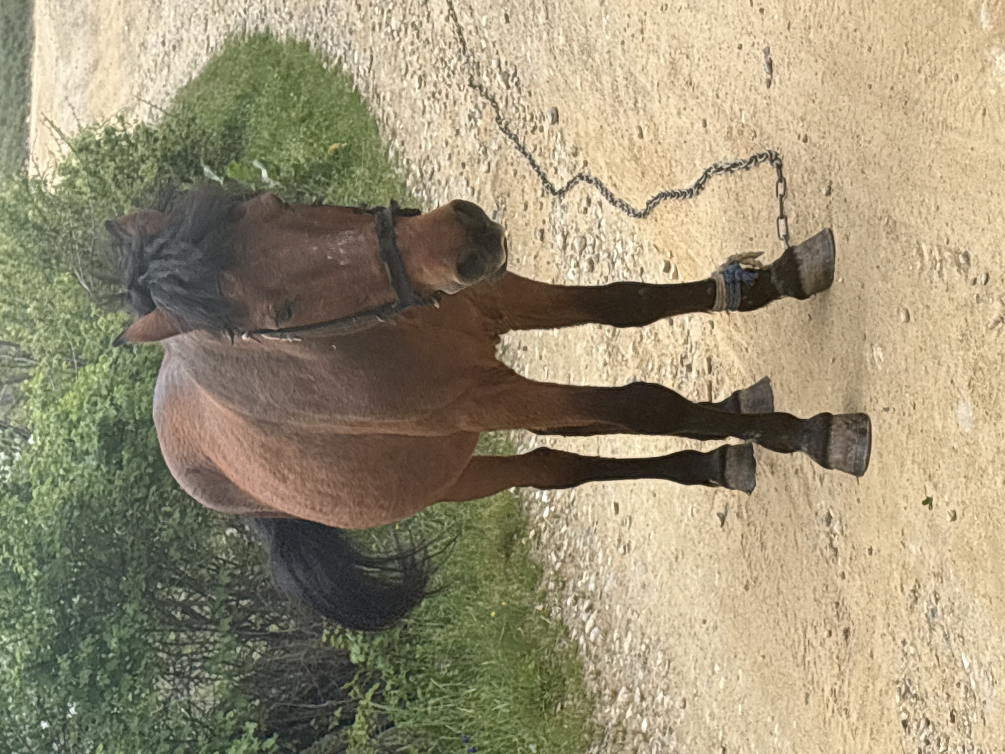 A brown horse stands on a dirt path next to a patch of green vegetation. The horse has a black mane and tail, and is wearing a bridle. A metal chain is attached to its front left hoof. The location is likely Mikrevo, Bulgaria, based on the implicit context provided.