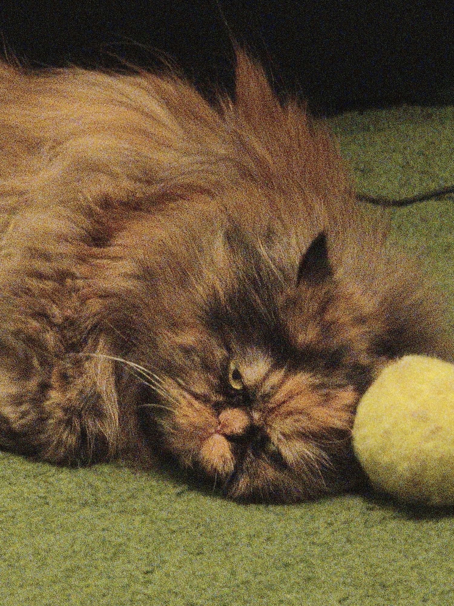 A long-haired cat with ginger and dark brown fur lies on a green carpeted surface. The cat's face is angled towards the right, with its eyes partially closed and its gaze directed at a yellow, fuzzy ball positioned to its right. The cat's fur is voluminous and appears somewhat tousled. The background is dark, with the top portion of the image being black and the lower portion transitioning to the green carpet. The image has a grainy texture.