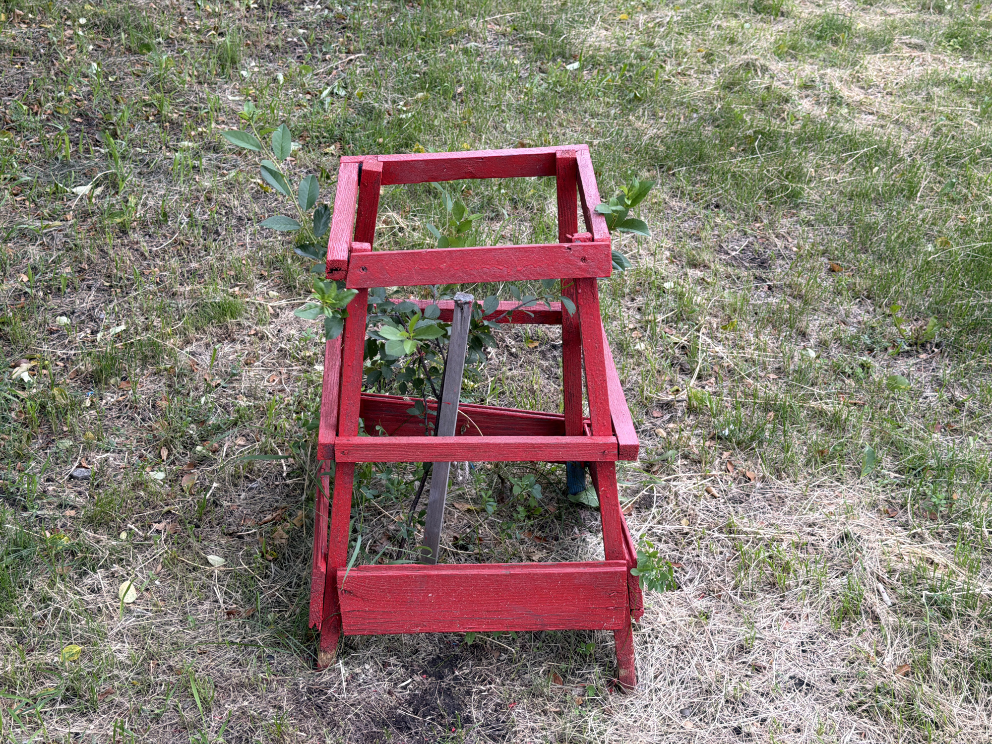 The image shows a red wooden structure, possibly a homemade plant support or a small trellis, standing in a grassy, dry, outdoor area. The structure is made of planks and appears weathered, with visible screws holding the pieces together. A small green plant with several leaves is growing through the center of the structure. The ground is covered with dry grass, some green shoots, and scattered leaves.
In the background, more dry grass and some green patches of grass are visible. There is a hint of a shadow on the ground, suggesting it is daytime. A person's foot, wearing a blue sock and a green shoe, is visible behind the red structure on the right side of the image. The overall scene appears to be a backyard or a garden area. There is no visible text in the image. The setting in Tyumen, Russia, indicates a place where such outdoor elements are common. The dry grass suggests it might be late spring or summer.