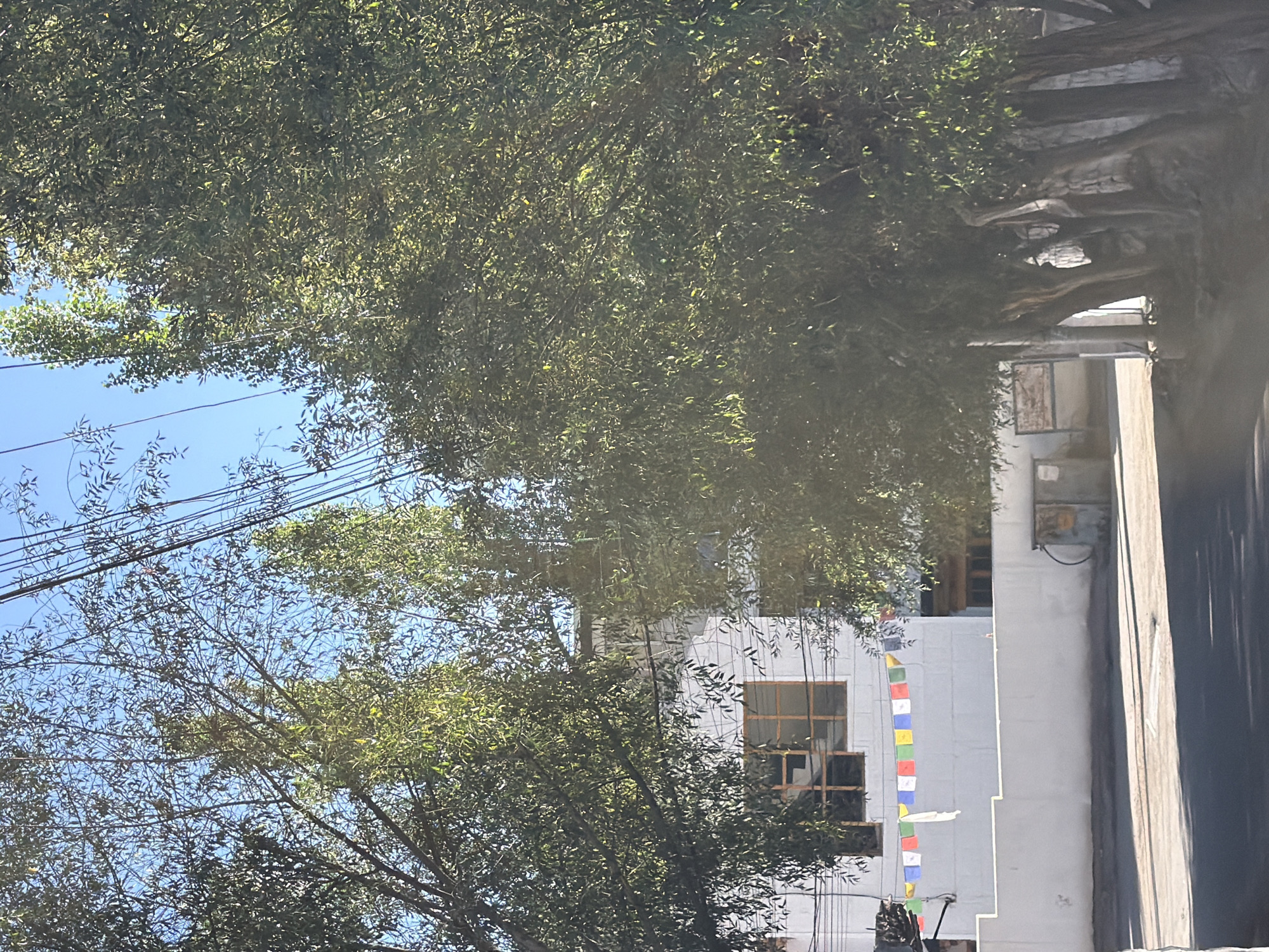 A building with a white facade and a wooden-framed window is visible behind a line of trees. Prayer flags in various colors are strung across the front of the building. The trees have dense green foliage and are illuminated by sunlight, casting shadows on the paved ground. Power lines are visible in the sky. The overall scene suggests a street view in a town, possibly in Leh, India, given the presence of prayer flags.