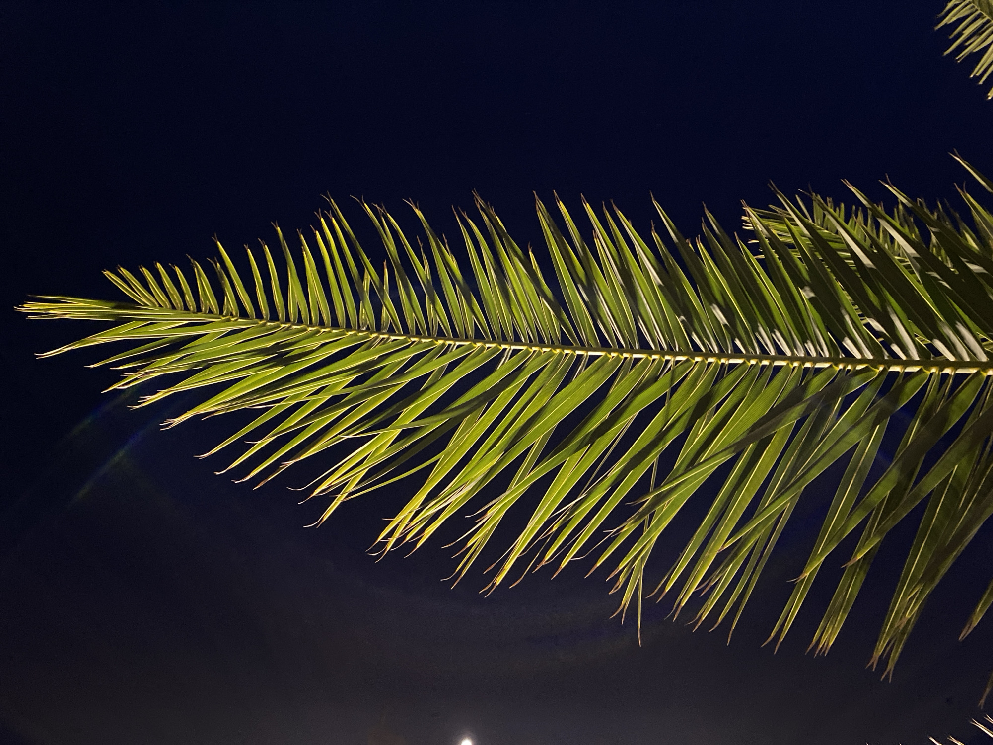 The image depicts a single palm frond observed at night in Budva, Montenegro. The frond is oriented vertically, dominating the central and right portions of the frame. Its numerous green leaflets, arranged pinnately along a central rachis, are backlit, displaying light green coloration with some yellow-brown visible at the leaflet tips. The background consists of a dark, deep blue-black night sky. A crescent moon, appearing as a small white illuminated object, is visible in the upper-left quadrant. Lens flare artifacts are present in the upper-left sky area, suggesting a strong light source, possibly artificial, originating from outside the frame. No human figures or discernible actions are present in the scene.