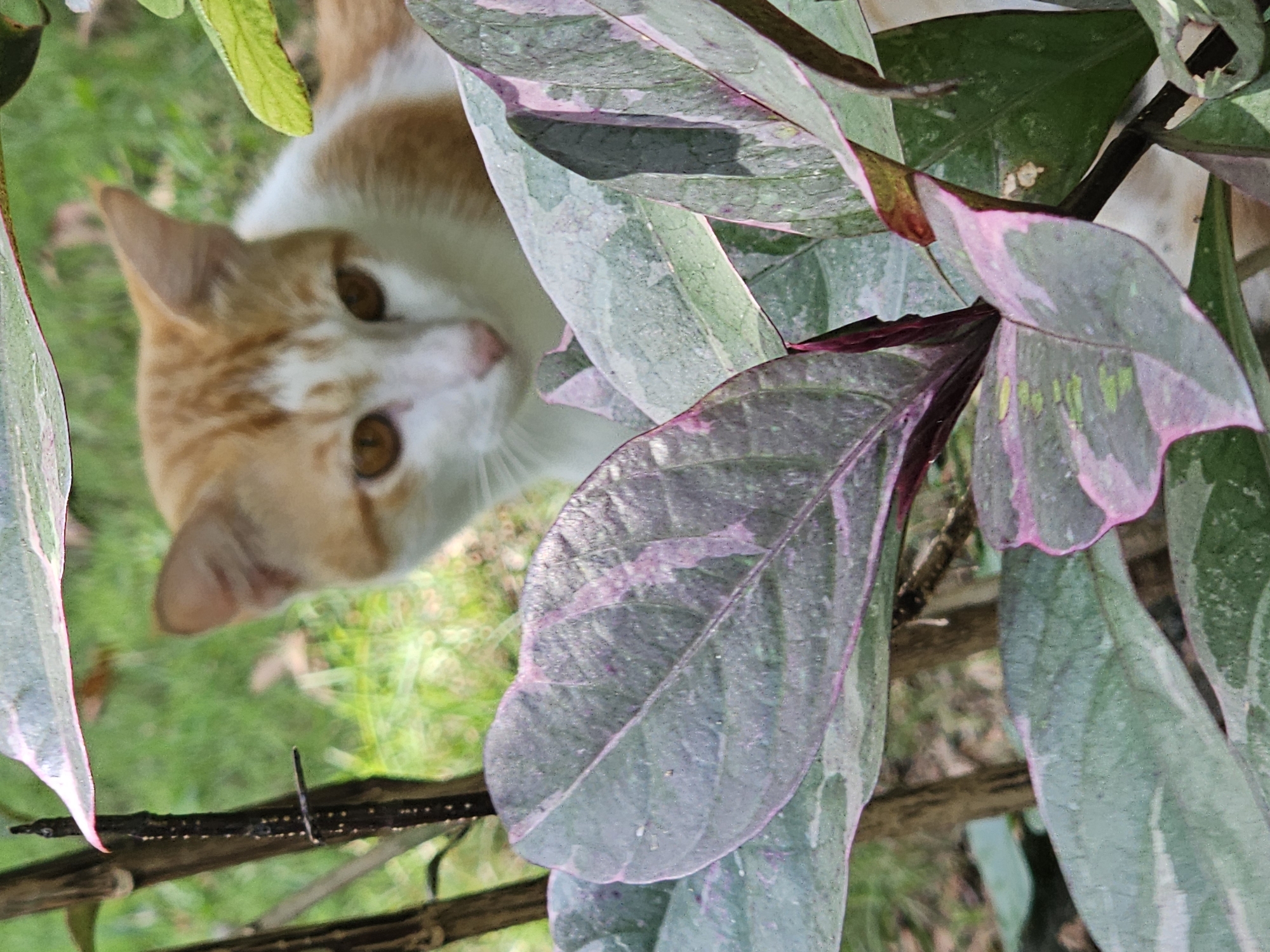 The image shows a close-up of a ginger and white cat partially obscured by foliage. The cat is looking directly at the camera with amber-colored eyes. Its fur is predominantly white with patches of ginger on its head and ears. The foliage is composed of large, variegated leaves, primarily green with pink margins and spots. The leaves are heavily textured. The background appears to be grass and other green vegetation. Based on the location provided (Denpasar, Indonesia), the foliage is likely tropical or subtropical in nature. The image is taken from a low angle, looking up towards the cat and plant.