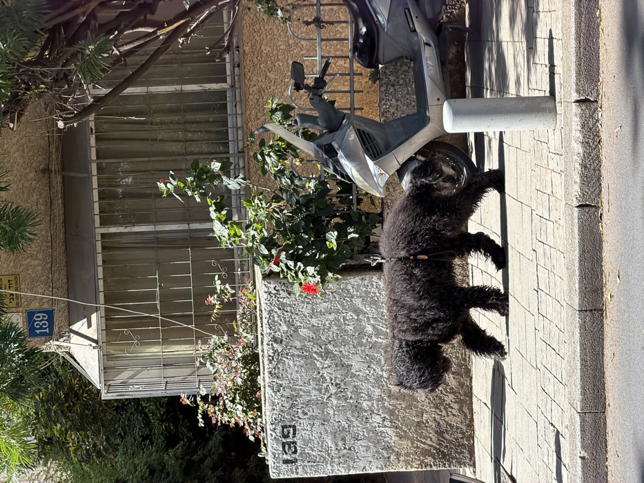 The image presents an outdoor urban scene on a sunny day in Tel-Aviv, Israel, specifically depicting the area in front of building number 139. A large, black, shaggy-coated dog, fitted with a dark harness, is observed walking from left to right on a light-colored paved sidewalk, with its head lowered. Directly behind the dog, a silver motor scooter is parked on the sidewalk. The background features a building with a textured, light-colored facade. A window on the building is secured by vertical metal bars, and a concrete planter or wall in front of the building contains green foliage and several red hibiscus flowers. The number "139" is visible on a blue plaque above the window, and also etched or painted onto the lower concrete wall/planter. Above the blue plaque, Hebrew text and phone numbers are visible on a mounted sign, identifying "דוד צבך" (David Zabach). The sidewalk consists of square, light-toned pavers, bordered by a concrete curb separating it from an asphalt road partially visible at the bottom. A light-grey concrete bollard stands on the sidewalk near the scooter's front wheel.
