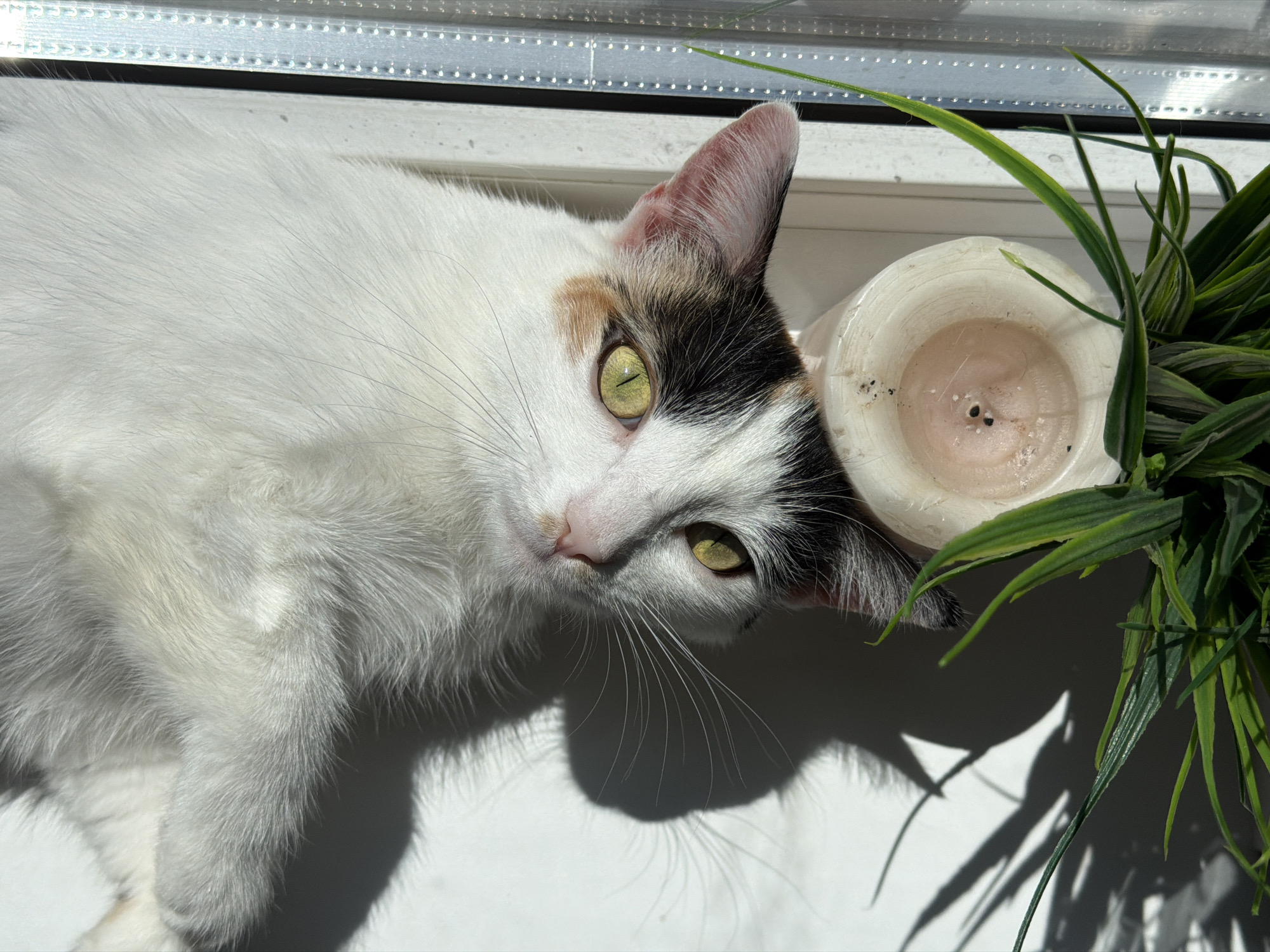 A cat is lying on a windowsill next to a candle and some green plants. The cat is white with patches of black and brown, and it has yellow eyes. It appears to be looking directly at the viewer with its head tilted. The candle is mostly white, and is partially obscuring the plant. The plants appear to be in a pot. It is daytime, as evidenced by the sunlight. The location is unknown, as the city of Rossiyskiy, Russia, cannot be verified from the image.