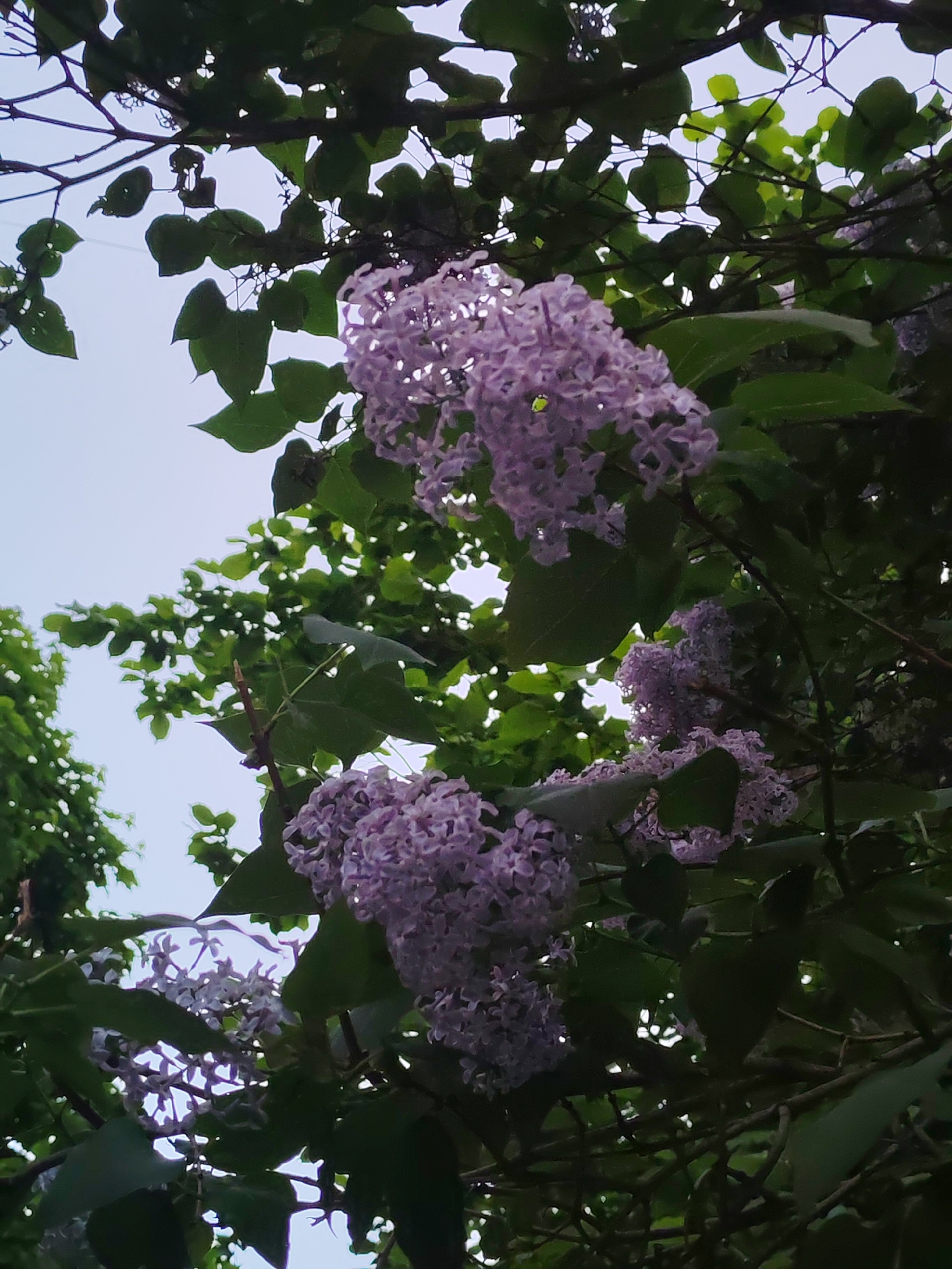 The image depicts clusters of light purple flowers, possibly lilacs, interspersed with green leaves against a sky backdrop. The composition suggests the photo was taken from below, looking up into the branches of a flowering plant. The image does not depict or infer any information pertaining to the location of Podolsk, Russia or any subjects or actions. It focuses on the botanical elements of the scene.