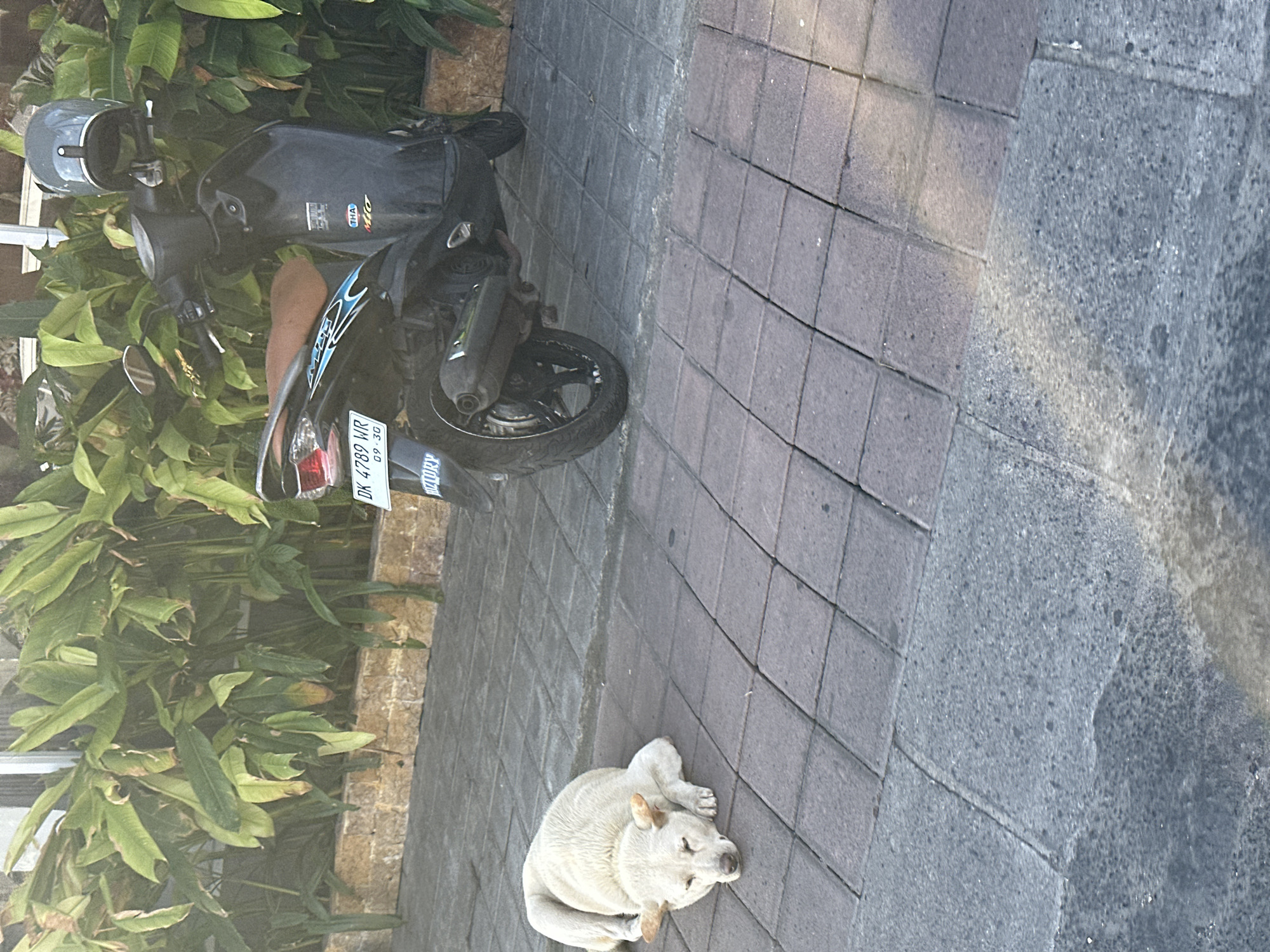 A white dog is lying on a paved walkway in front of lush green foliage and a dark gray scooter. The dog is on its side, facing the camera with its eyes closed and ears slightly drooped. The scooter is parked to the right of the dog, and its license plate reads "DK 4789 WR 09-30". A dark gray helmet rests on the handlebars of the scooter. The walkway is made of interlocking rectangular bricks in varying shades of gray and red. The foliage appears to be a mix of large, broad leaves and thinner, elongated leaves. The lighting suggests it is daytime, with sunlight casting shadows on the ground. The location appears to be a street or sidewalk in North Kuta, Indonesia, characterized by the scooter and the tropical vegetation.