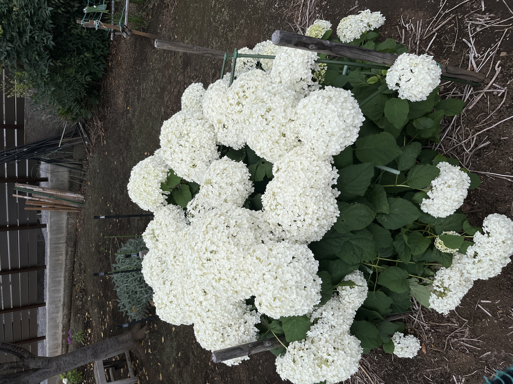 The image shows a close-up view of a large hydrangea bush with numerous white flower heads. The bush is supported by several wooden stakes and green garden stakes. The flowers are densely packed and appear to be in full bloom. The ground around the bush is covered with dark soil and some dried leaves or twigs. In the background, a wooden fence and some greenery are visible. The scene appears to be in a garden setting, likely in Sayama, Japan, as indicated by the context. There are no people or animals visible in the image.