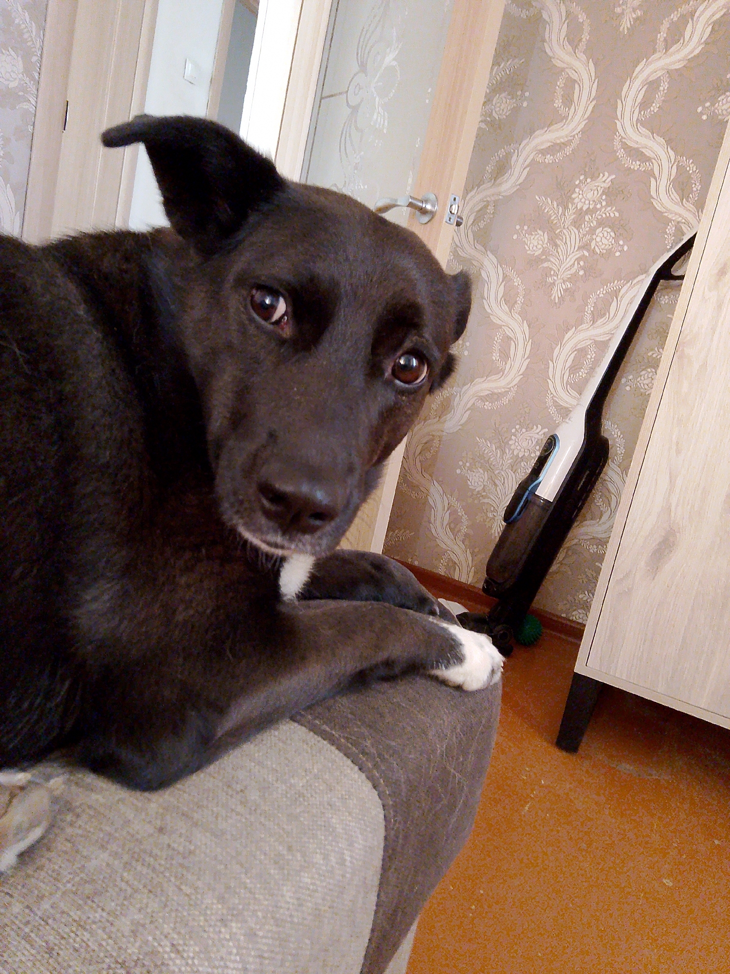 A close-up shot captures a dark-furred dog with brown eyes, perched on a neutral-toned upholstered surface, likely a sofa or chair. The dog has a white patch on its chest and one white paw. The background features a patterned wallpaper in light colors. Adjacent to the wall is a white cabinet, and a white and black cordless vacuum cleaner leans against the cabinet. The floor is a solid brown color. The setting appears to be an interior room within a home. There is a doorframe and a doorknob on the left side of the shot. There is no evidence to confirm the location in the city of Фоки, Russia.