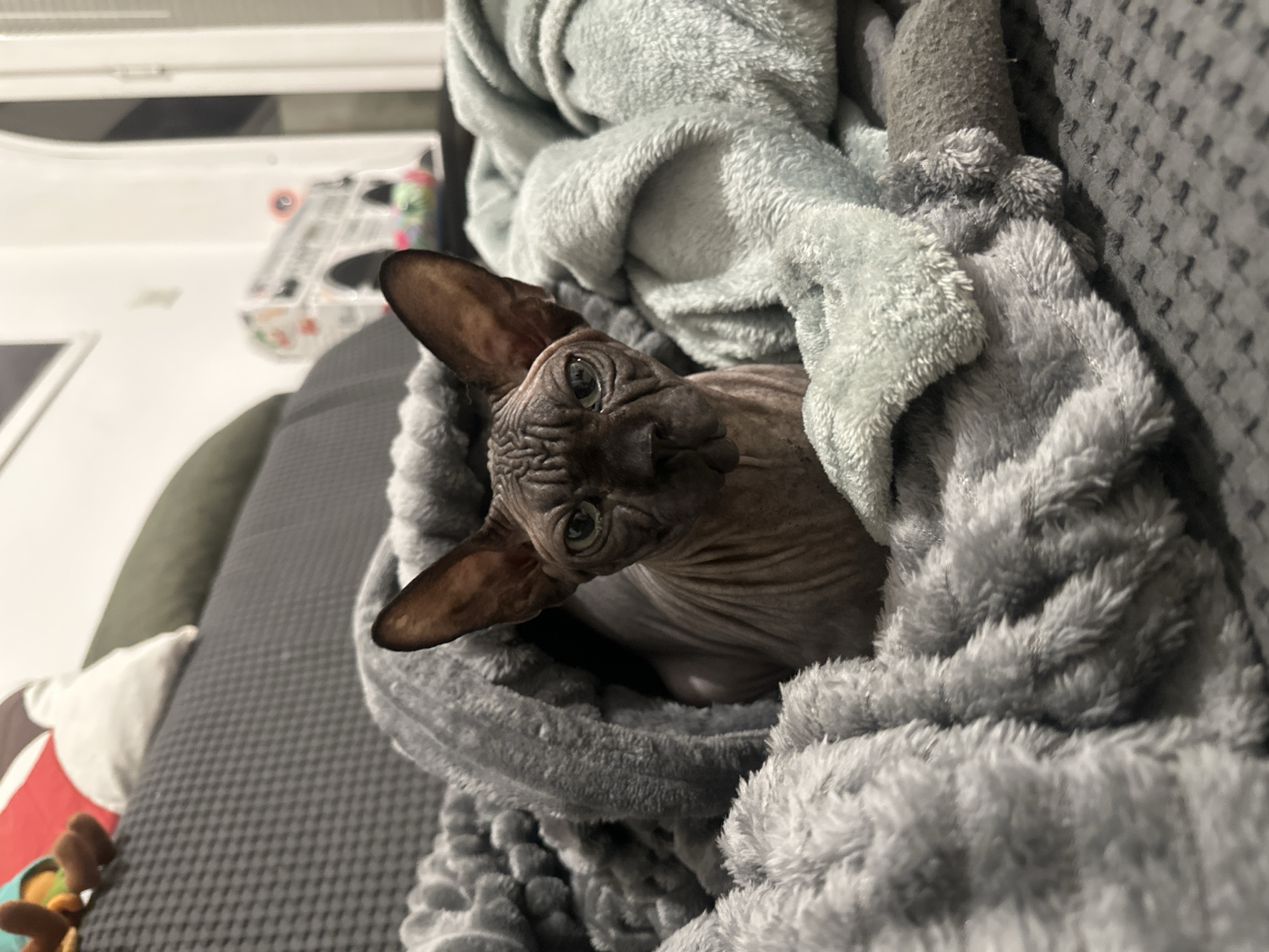 A close-up shot features a Sphynx cat nestled in gray blankets. The cat's head is the focal point, with its prominent ears and wrinkled skin clearly visible. The blankets surround the cat, creating a cozy and sheltered environment. The background includes a gray patterned couch and a glimpse of a white surface, possibly a table or counter. To the bottom left are stuffed animals. The location in Budva, Montenegro, cannot be verified based solely on the visual information provided.