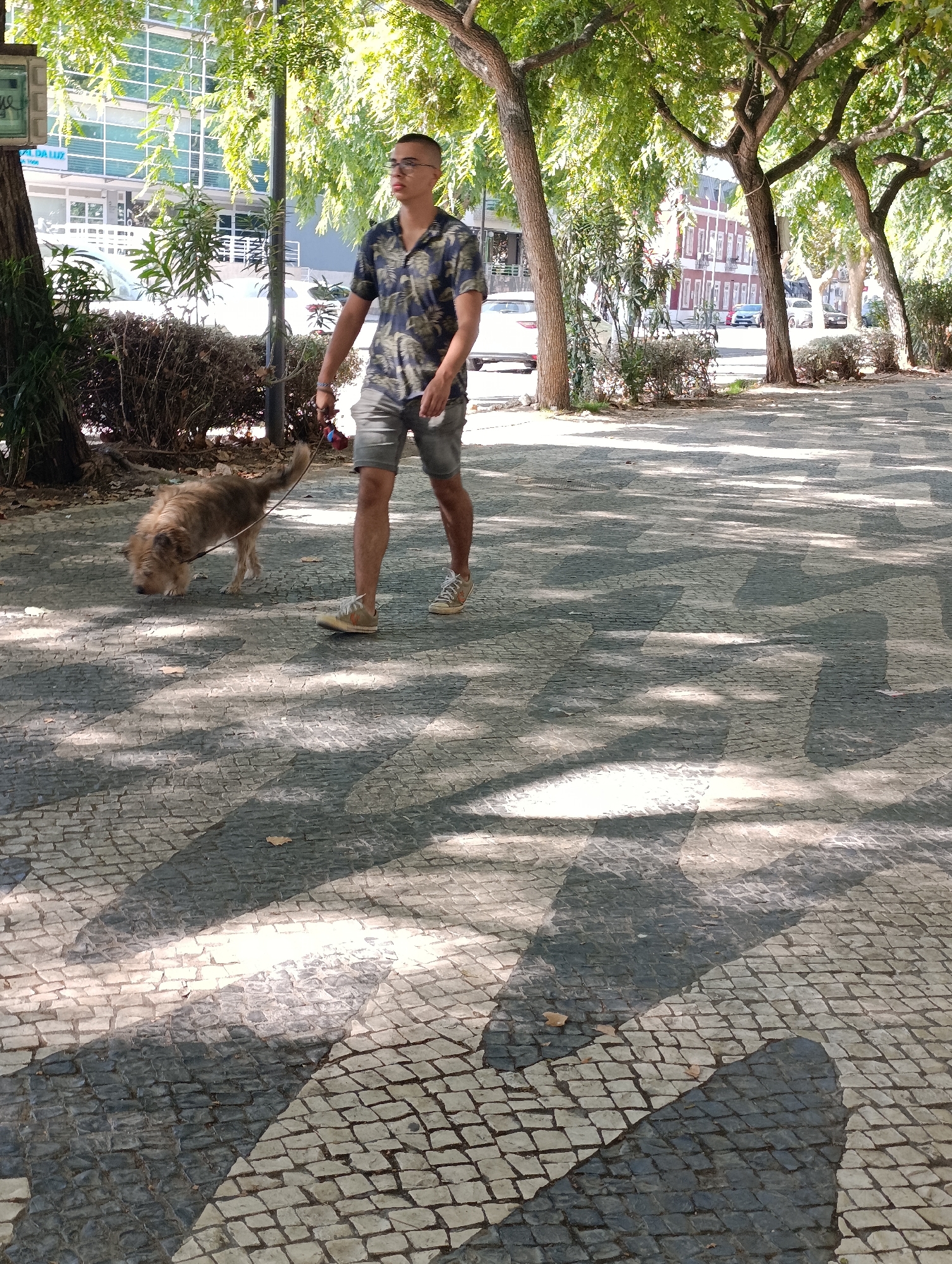 An individual wearing a short-sleeved collared shirt and shorts walks a scruffy, medium-sized dog on a leash. The person is wearing glasses and sneakers. The dog is sniffing the ground. They are walking on a paved sidewalk with a patterned design of light and dark stones. Trees with lush green foliage cast shadows on the sidewalk. In the background, buildings and parked cars are visible, suggesting an urban setting. The scene is illuminated by sunlight, creating strong contrasts between light and shadow. The location is identified as Avenida Luísa Todi in Setúbal, Portugal.