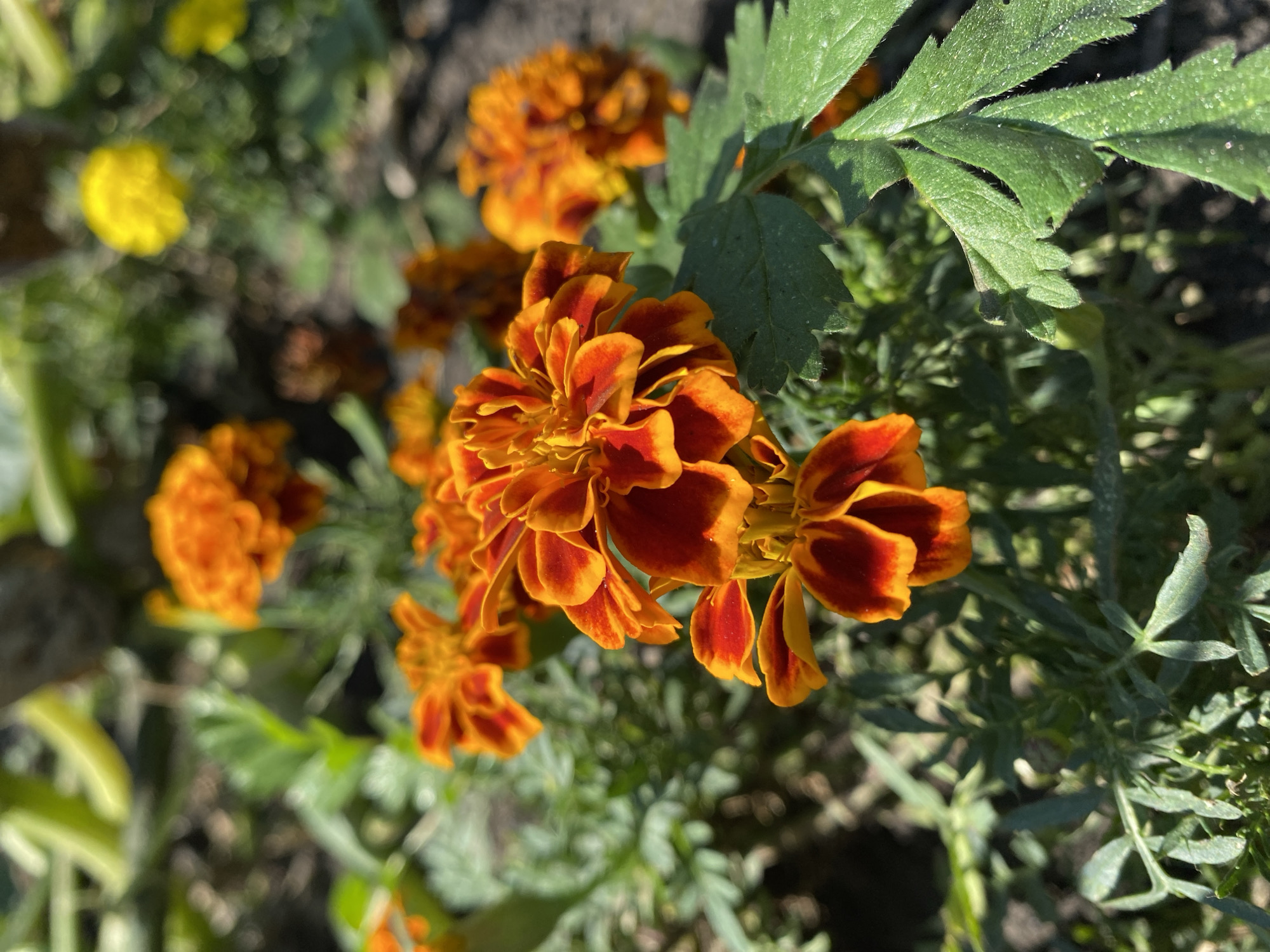 This is a close-up, eye-level, outdoor photograph of several bright orange and red marigolds in bloom. The flowers are in the foreground and mid-ground, with some out of focus in the background. The petals of the marigolds are frilled and layered, with a darker red color concentrated at the base of each petal, transitioning to a vibrant orange at the tips. Green, serrated leaves are visible surrounding the flowers. The ground appears to be soil, and there are hints of other plants and possibly some vegetation in the background, including a blurred yellow flower. The lighting suggests it is daytime, with sunlight casting shadows and highlighting the textures of the petals and leaves. There are no people or animals present in the image. The scene is likely a garden or a natural setting within the city of Mamlyut, Kazakhstan, given the context provided.