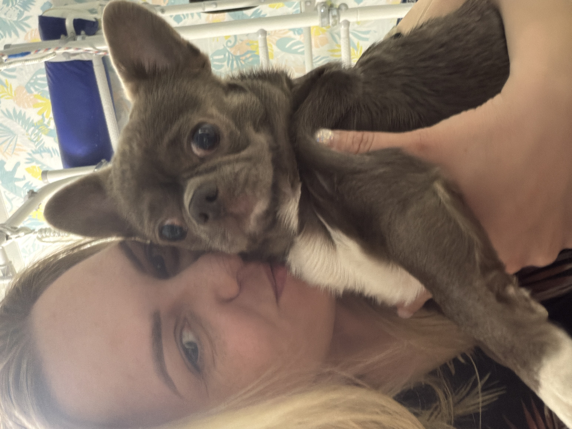 A woman with blonde hair is holding a small, grey and white chihuahua puppy close to her face. The background features a bed with white rails and a blue and white patterned headboard. There is no information available to determine the location is Votkinsk, Russia.