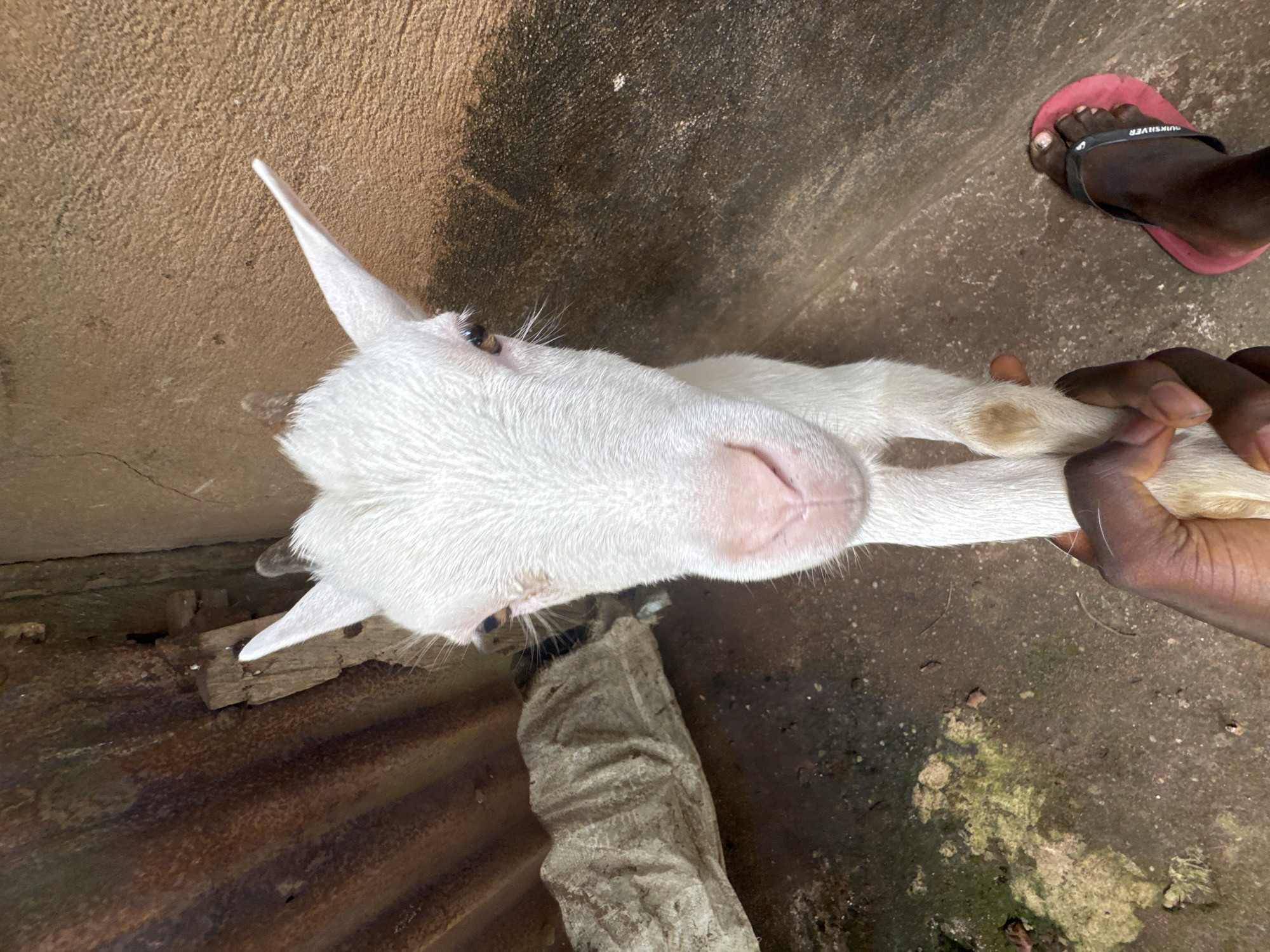 The image shows a white goat being held by a person, likely in Aboh, Nigeria. The goat is predominantly white with short horns and is the primary subject of the image. A person is holding the goat's front legs. The person's skin is dark. A foot in a red sandal is visible in the background. The ground appears to be a mix of dirt and concrete with signs of moisture and moss growth. Corrugated metal lies on the ground near the goat. A wall is in the background.