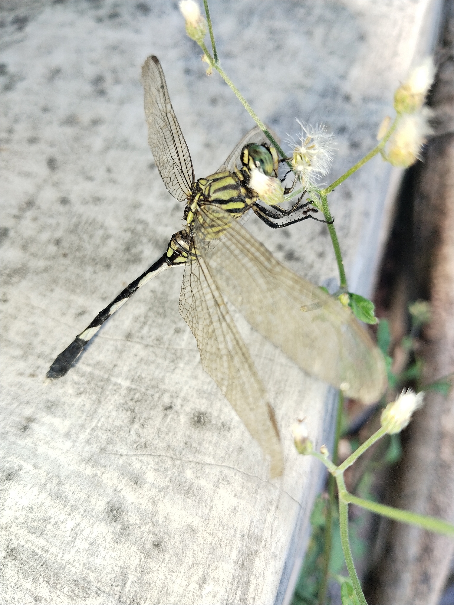 A dragonfly is perched on a thin, green plant stem. The dragonfly has a black and yellow striped thorax and abdomen with transparent wings. It's head is green. The plant has small, white, fuzzy flowers. The background consists of a light gray concrete surface and a blurry, brown wooden or metal object. This photo was taken in Duyungan, Indonesia.