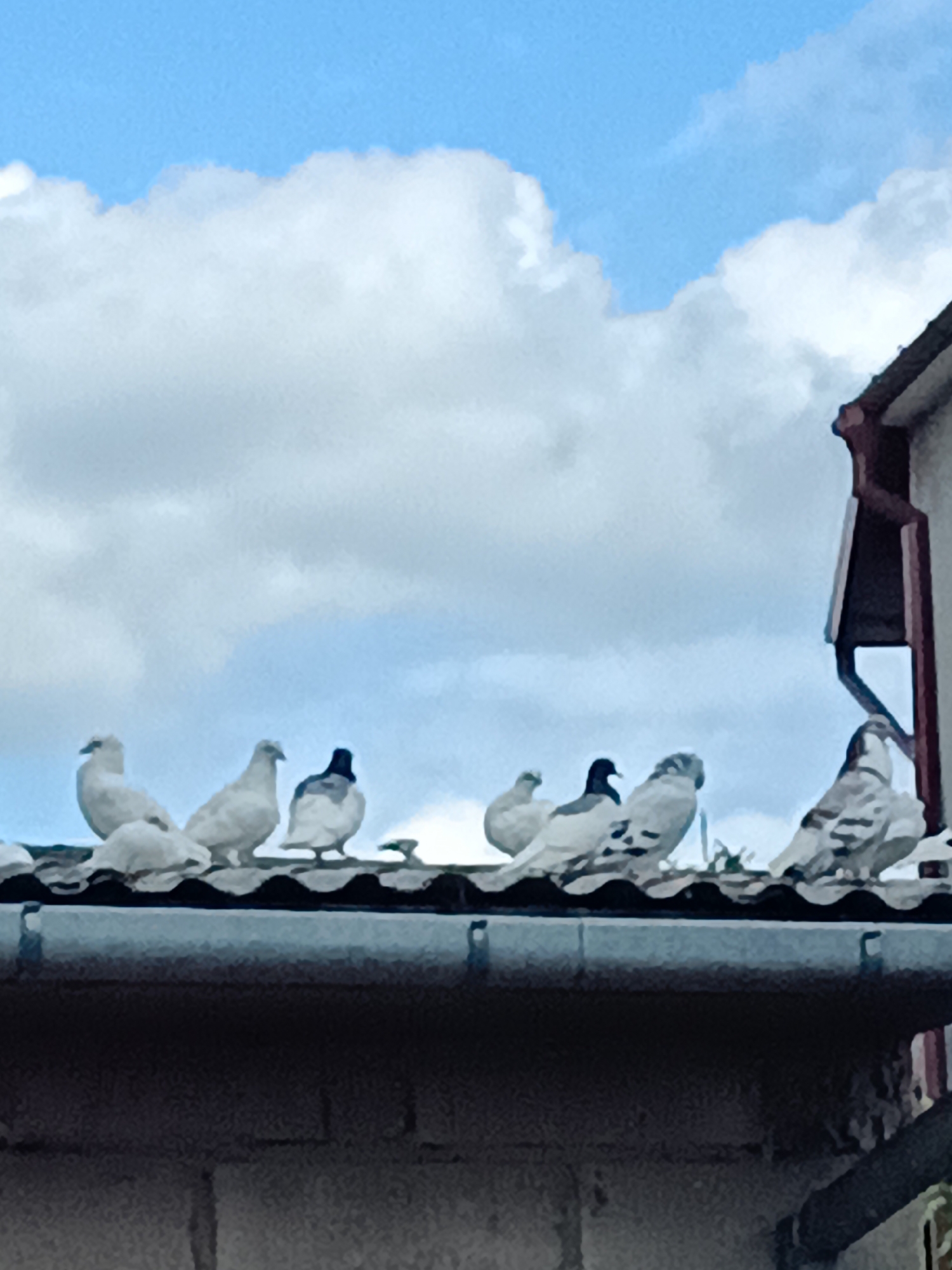 The image depicts a group of pigeons perched on a tiled roof against a cloudy sky. The pigeons are of various colors, with some being predominantly white and others having darker markings on their heads or bodies. The roof appears to be part of a building, possibly residential, with a gutter running along its edge. A red downspout is visible on the right side of the image, attached to a light-colored wall. The overall scene suggests an outdoor environment in an urban or suburban setting. The location of Ciechanowiec, Poland, is not visually apparent from the image itself, but the description would apply to such a locale.