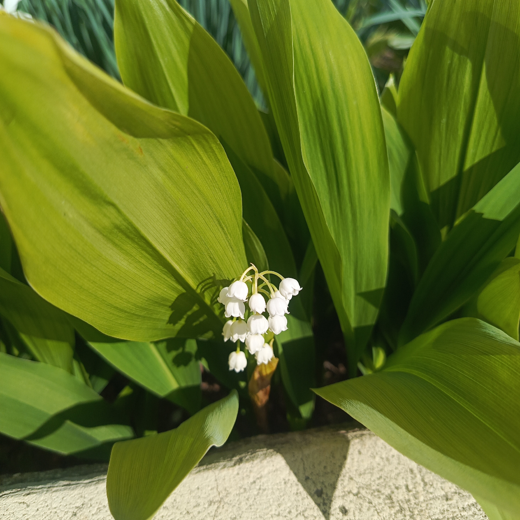 Close-up shot of lily of the valley flowers amidst green foliage, positioned next to a light-colored stone or concrete surface. The setting is outdoors, with natural sunlight highlighting the textures of the leaves and petals.