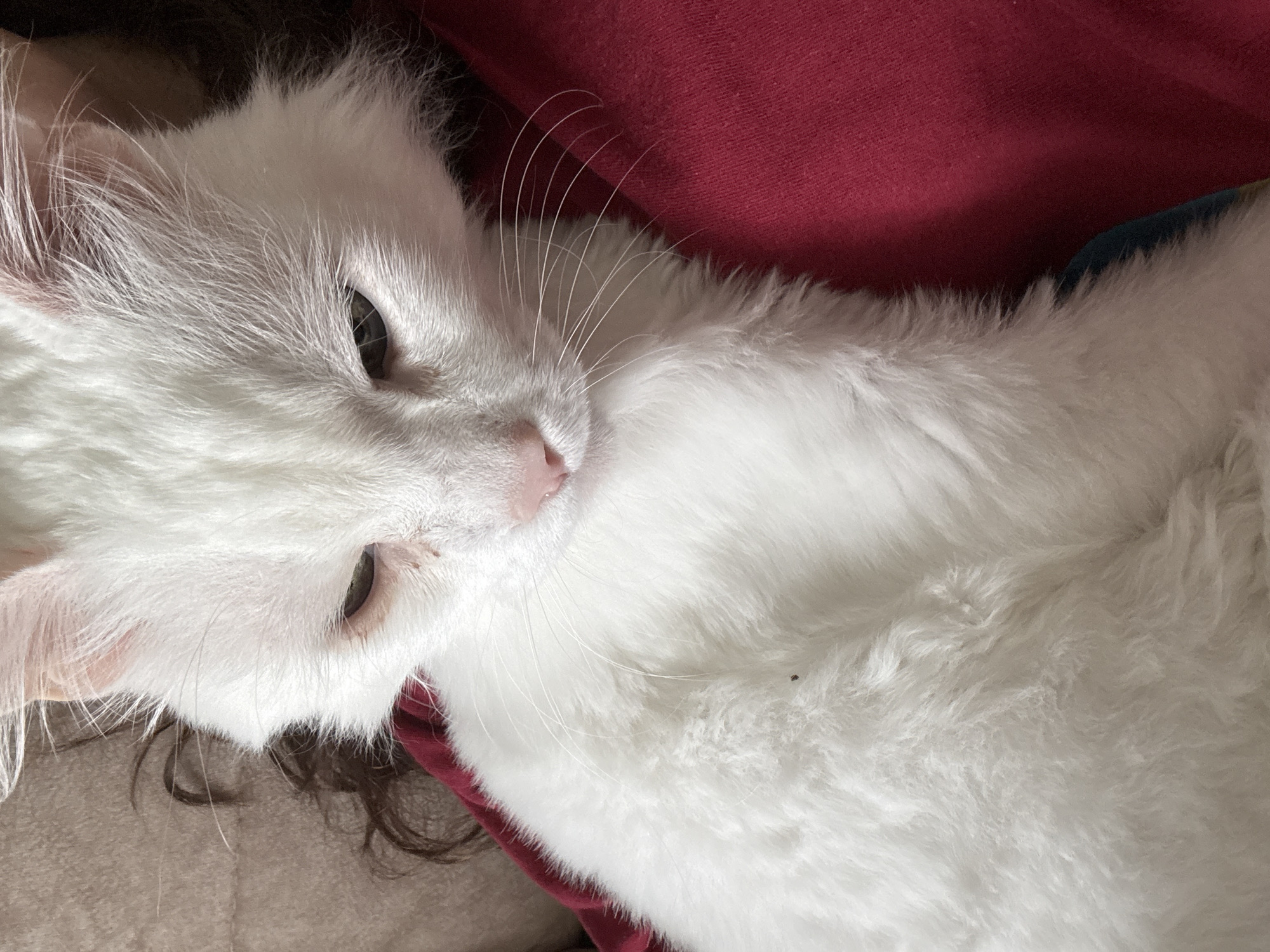 A white cat lies resting on a red and beige surface. The cat's eyes are partially closed, and it has a pink nose and long white whiskers. Dark hair is visible beneath the cat.