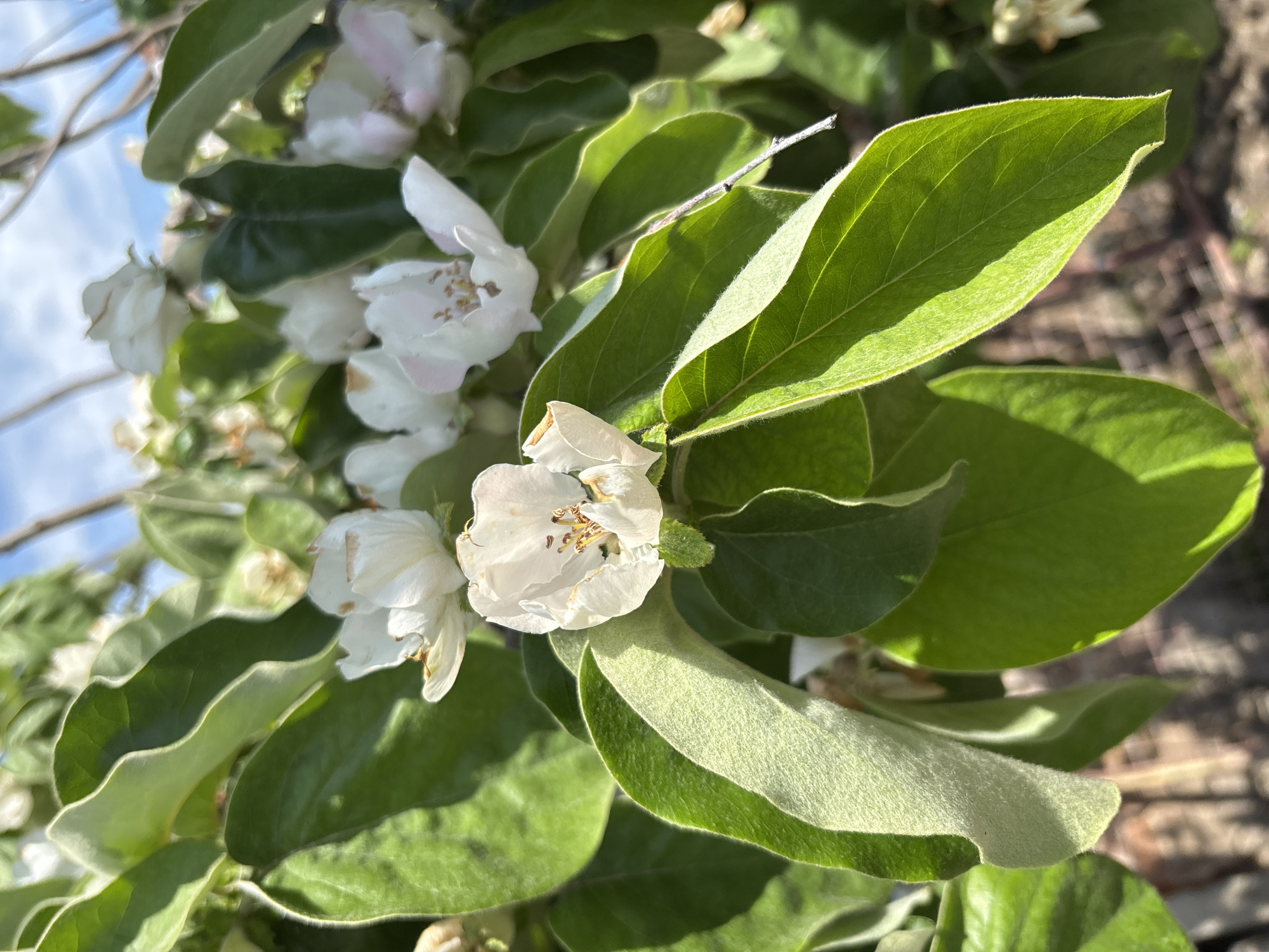The image depicts a close-up view of a flowering quince tree in Novo Zhelezare, Bulgaria. The tree is in bloom, with several white flowers visible among green leaves. The flowers are characterized by their five petals and prominent stamens. The leaves are oval-shaped and have a slightly fuzzy texture. The background is slightly blurred, suggesting a shallow depth of field. The scene appears to be bathed in sunlight.
