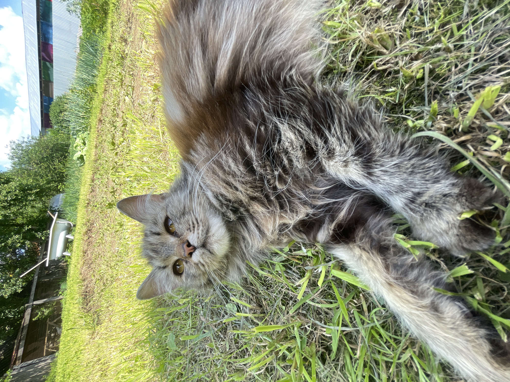 A long-haired grey cat lies on its side in a grassy area. The cat's body is mostly out of focus, with its head and front paws in sharper detail. The cat has yellow eyes and appears to be looking up and to the left. In the background, there is a white bathtub, a wooden fence, and some green trees. The scene is outdoors on a sunny day, suggesting a backyard or park setting in Sharkan, Russia. The overall impression is a relaxed, domestic animal enjoying its surroundings.