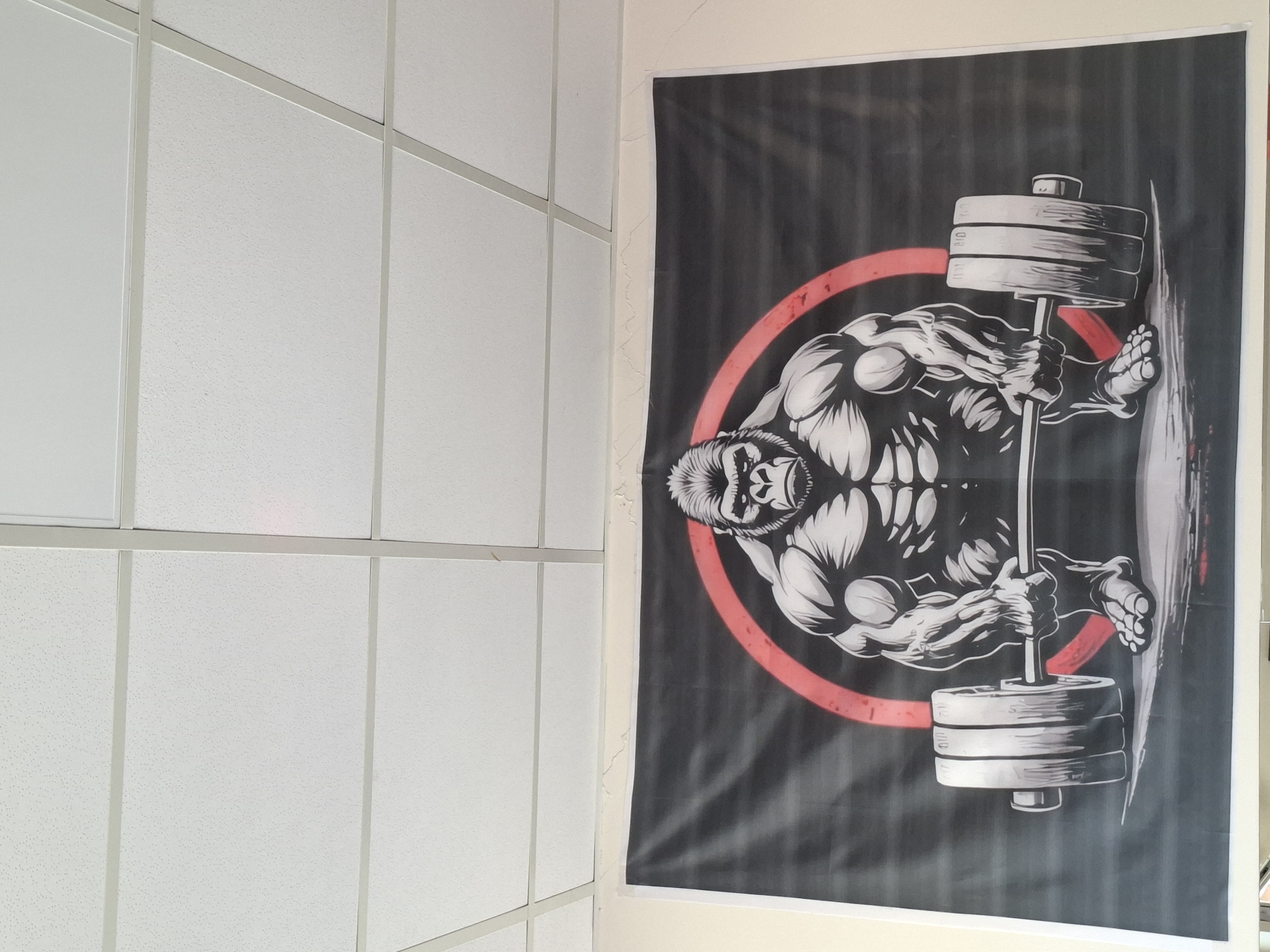 The image shows a poster hanging on a wall next to a suspended ceiling. The poster features a drawing of a muscular gorilla lifting a barbell with weight plates on each side. The gorilla is depicted in black and white against a dark gray background, surrounded by a red circle. The ceiling is composed of white tiles, and the wall is painted off-white. The location is not identifiable as Gabrovo, Bulgaria, from the provided image.