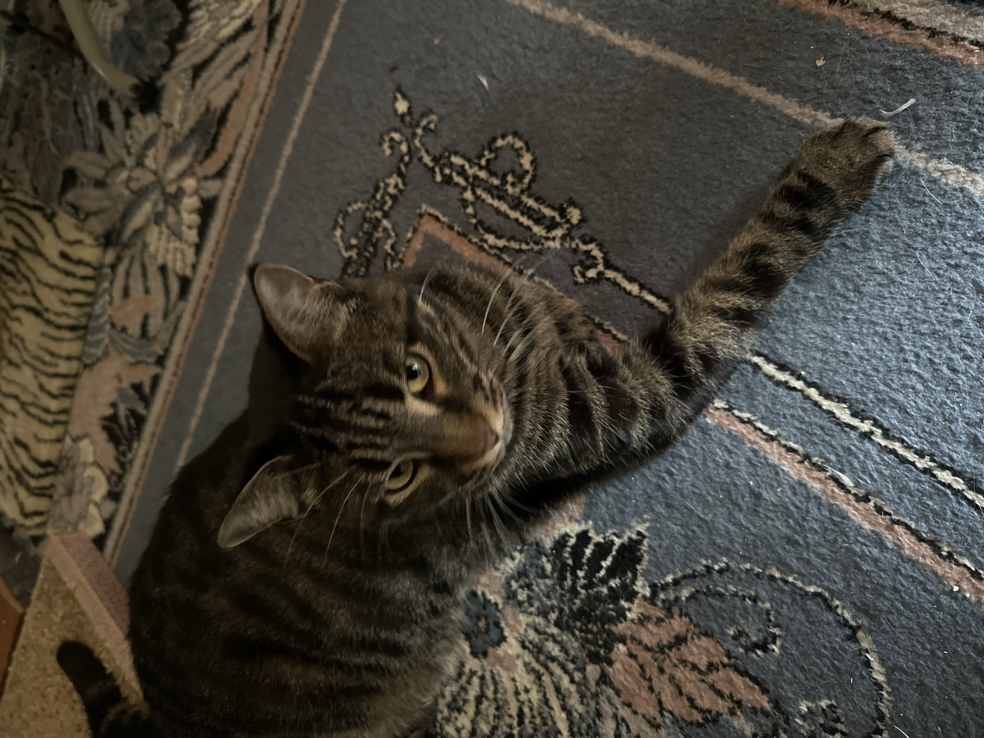 A tabby cat is lying on a patterned carpet. The cat is facing the camera with its eyes partially open and its tail extended. The carpet has a dark blue base with intricate patterns in shades of brown, black, and beige. In the background, a blurry object with a tiger-like pattern is visible. The scene appears to be indoors. There is no information about the location in Naberezhnye Chelny, Russia.
