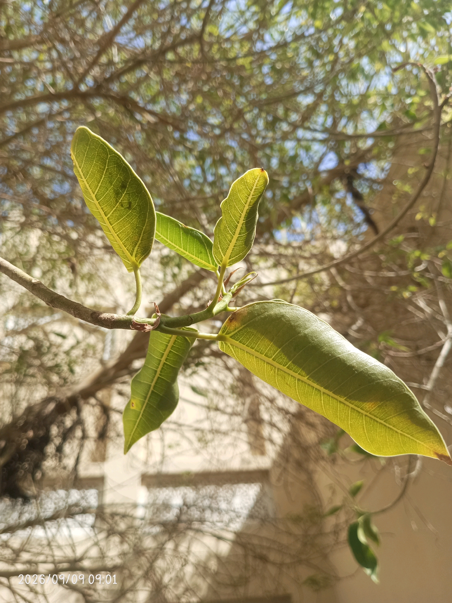 A branch of a tree with several green leaves extends into the frame from the left. The leaves are veined and appear to be backlit by sunlight. The background is blurred, showing the dappled sunlight filtering through other trees and branches, and a light-colored building. The timestamp "2026/09/09 09:01" is visible in the lower left corner. The scene is outdoors in Al Rayyan, Qatar.