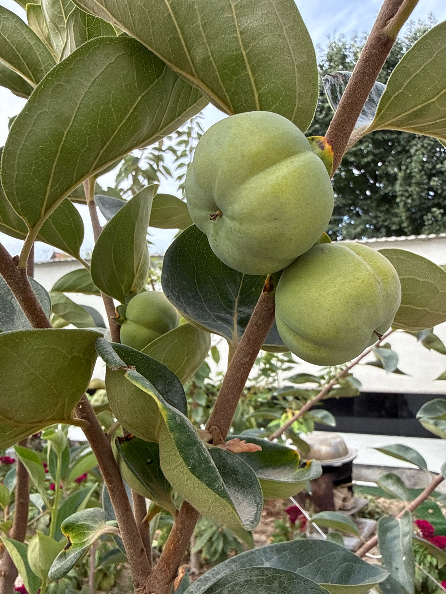 The image depicts a close-up of a persimmon tree with several unripe green fruits and large, ovate leaves. The fruits are round to slightly flattened and have a smooth surface with faint indentations. The leaves are a deep green with visible venation. The branches are woody and brown. In the background, a blurred outdoor scene shows more foliage, a building, and what appears to be a white vehicle. The scene is set in Karavantepa, Uzbekistan.