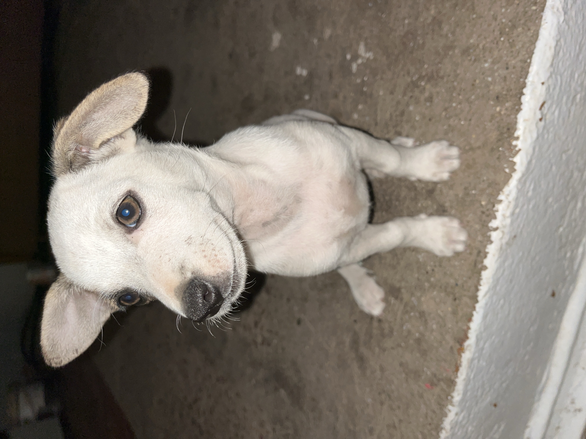 A white puppy with light brown ears sits on a concrete surface outdoors. The puppy is looking to its left. Its nose is black and wet, and its eyes are dark brown. The background is dark and out of focus.