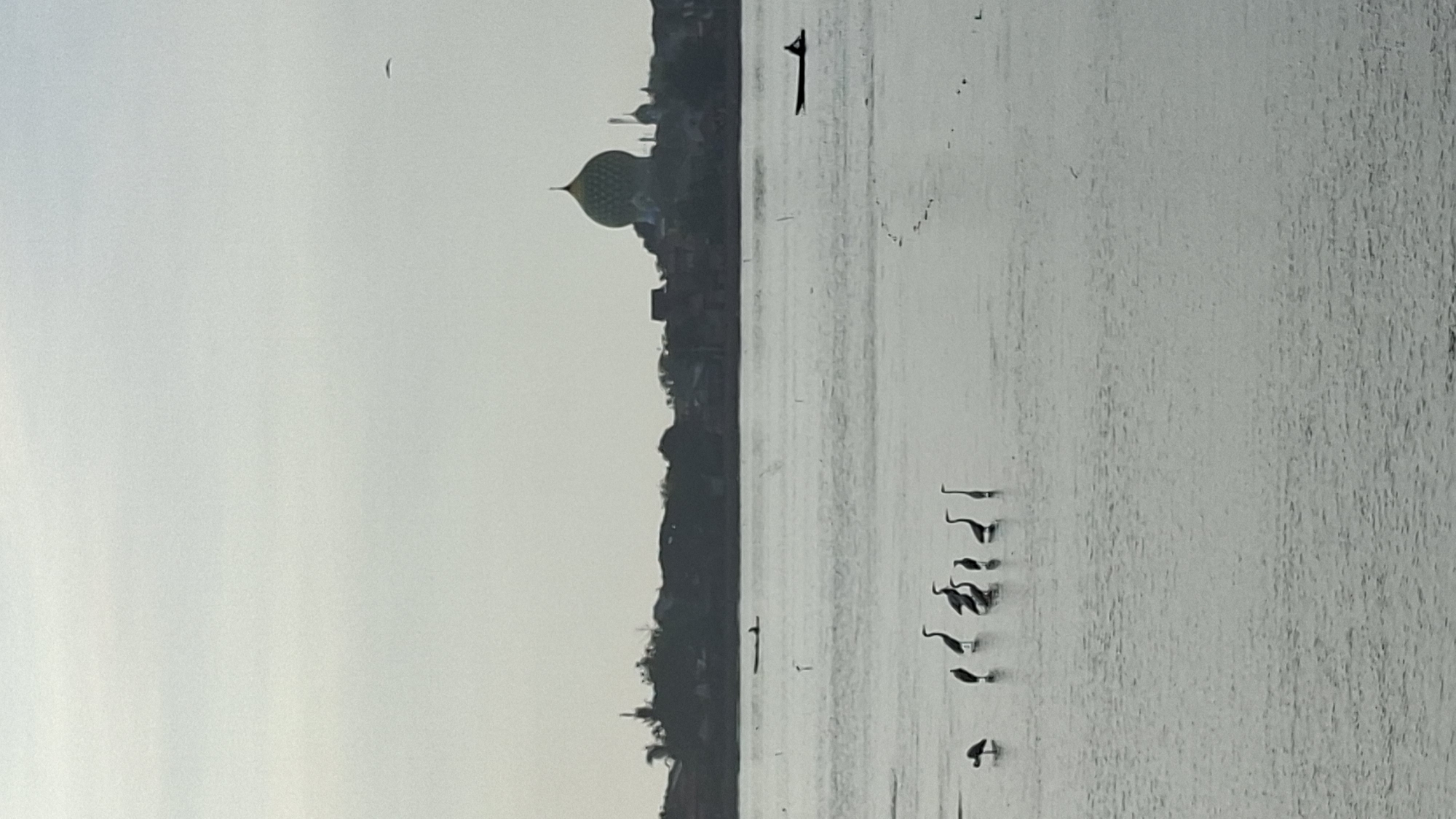 In the city of Lhokseumawe, Indonesia, a serene water scene unfolds under a pale, overcast sky. In the foreground, a flock of egrets stands in shallow water, their silhouettes sharp against the muted light. To the right, a small boat with a single occupant navigates the water, its dark shape a stark contrast to the shimmering surface. In the background, the Lhokseumawe Grand Mosque's distinctive green dome dominates the skyline, surrounded by a scattering of buildings that form the city's silhouette. The overall impression is one of peaceful coexistence between nature and human activity, with the mosque serving as a symbolic anchor for the community.