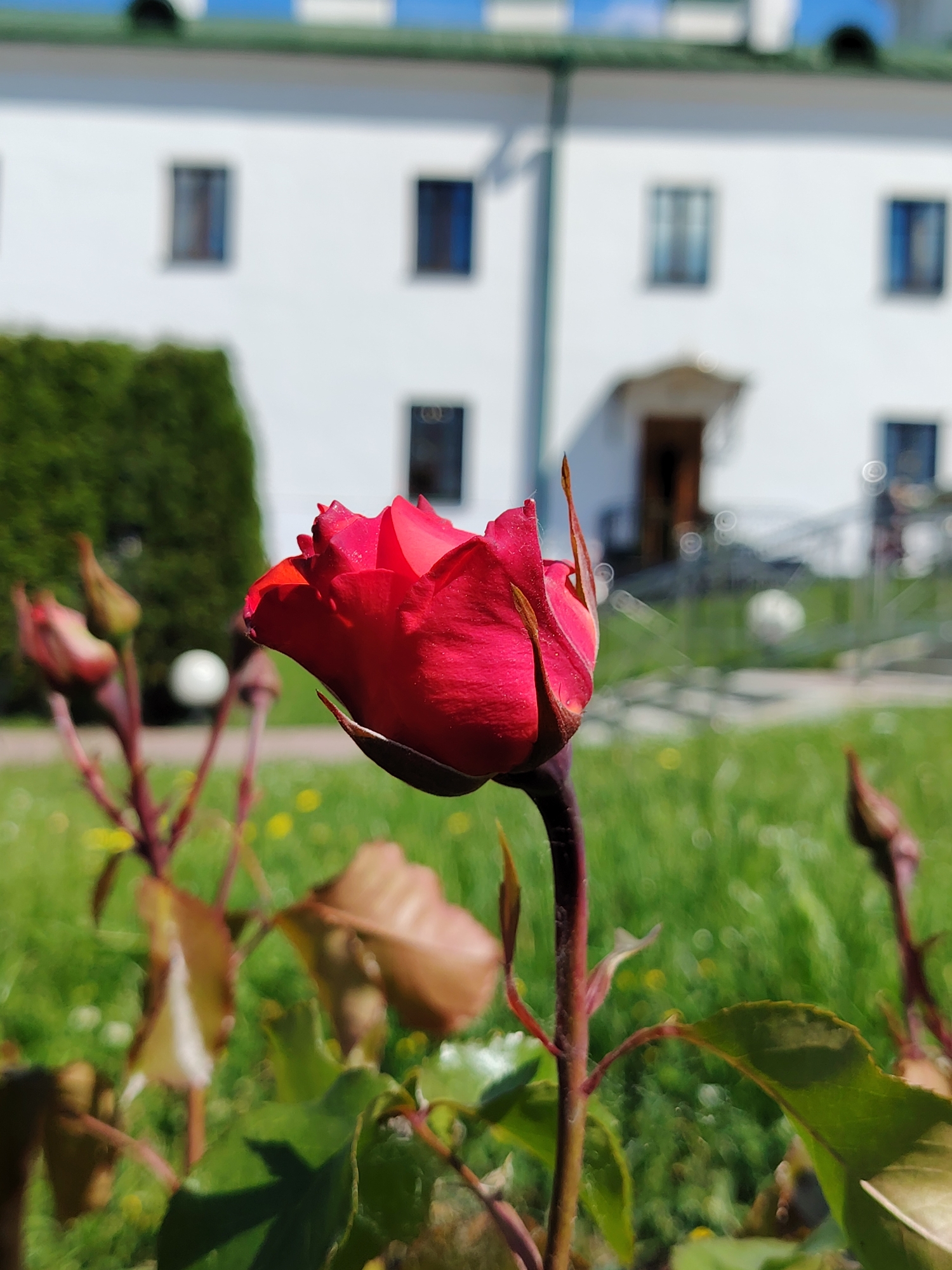 The primary subject is a vibrant red rose bud, partially unfurled, positioned prominently in the foreground. Several other rose stems with developing buds and green leaves are also visible in the immediate foreground, some showing reddish-brown hues. In the blurred background, there is a large, white, two-story building with a green roof. A dense, dark green hedge or bush is situated to the left of the building, providing a natural backdrop.
The scene depicts a garden or park setting, likely on the grounds of the building. The ground is covered in green grass with small yellow flowers, suggesting springtime or early summer. The white building appears to be an institutional or historic structure, possibly a monastery, church, or administrative building, consistent with the Minsk, Belarus location context.
No human activity is depicted; the image is a nature shot focusing on the rose bud in its natural environment.
The photograph was taken on a bright, sunny day, evidenced by the strong lighting and shadows. The building's white facade features multiple rectangular windows with dark frames. A covered entrance with steps is visible towards the right side of the building. A faint blue element or structure is partially visible on the roofline. The foreground and midground exhibit significant bokeh, with the rose bud sharply in focus, contrasting with the softly blurred background elements and creating a strong sense of depth. Small, circular bokeh highlights are present in the blurred areas. The overall impression is one of natural beauty and tranquility.
No visible text.