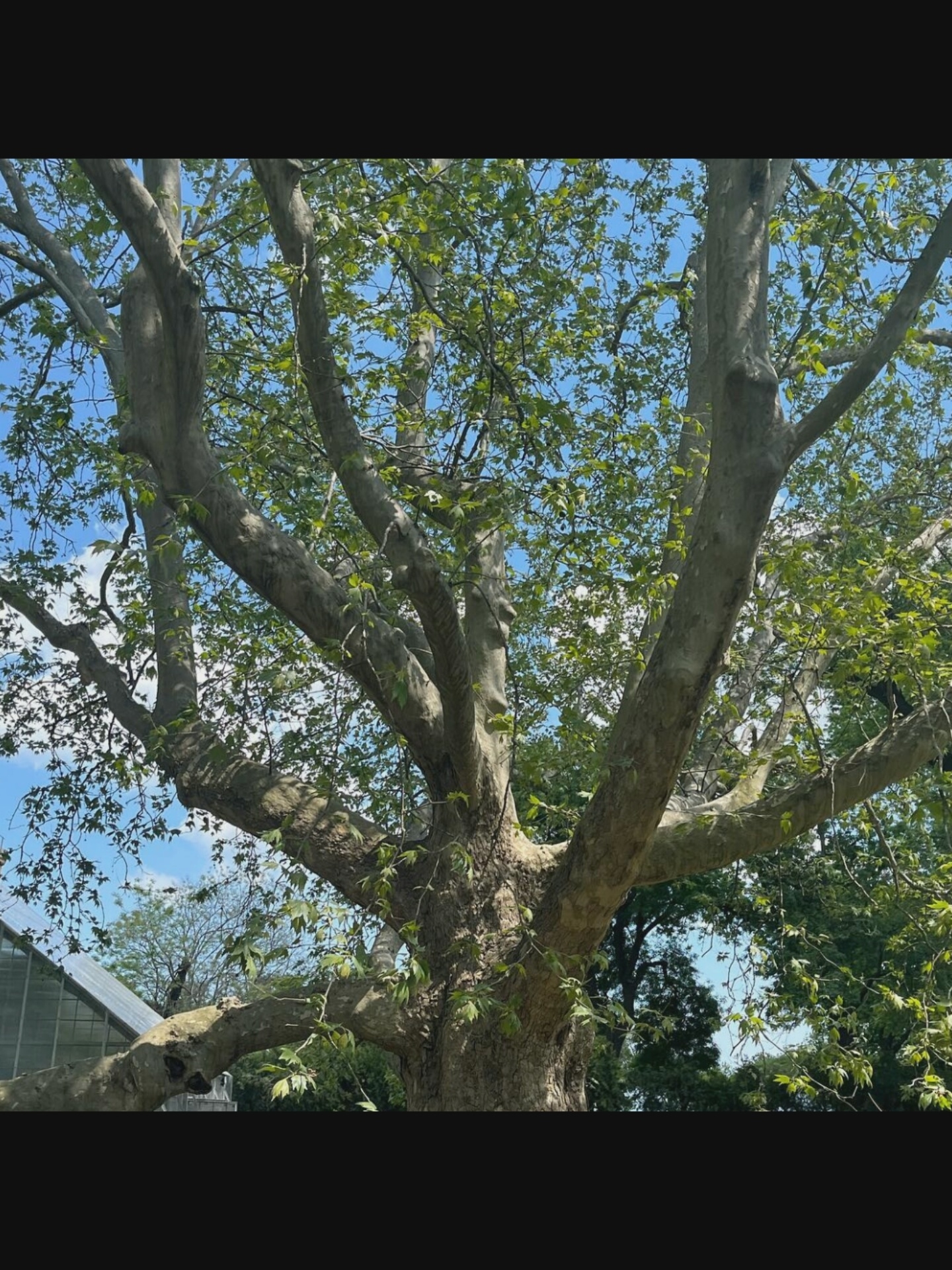An overcast sky fills the background of this image, punctuated by patches of clear blue. The foreground is dominated by a large, mature tree with a thick, gnarled trunk and widespread branches. Its leaves, a vibrant green, are scattered amongst the branches, with some sunlight filtering through. The tree appears to be located in a park or garden setting. To the left of the frame, a glass structure, possibly a greenhouse or conservatory, is partially visible, suggesting an urban or suburban environment. The overall scene is peaceful and natural, with the imposing tree serving as the central focus.