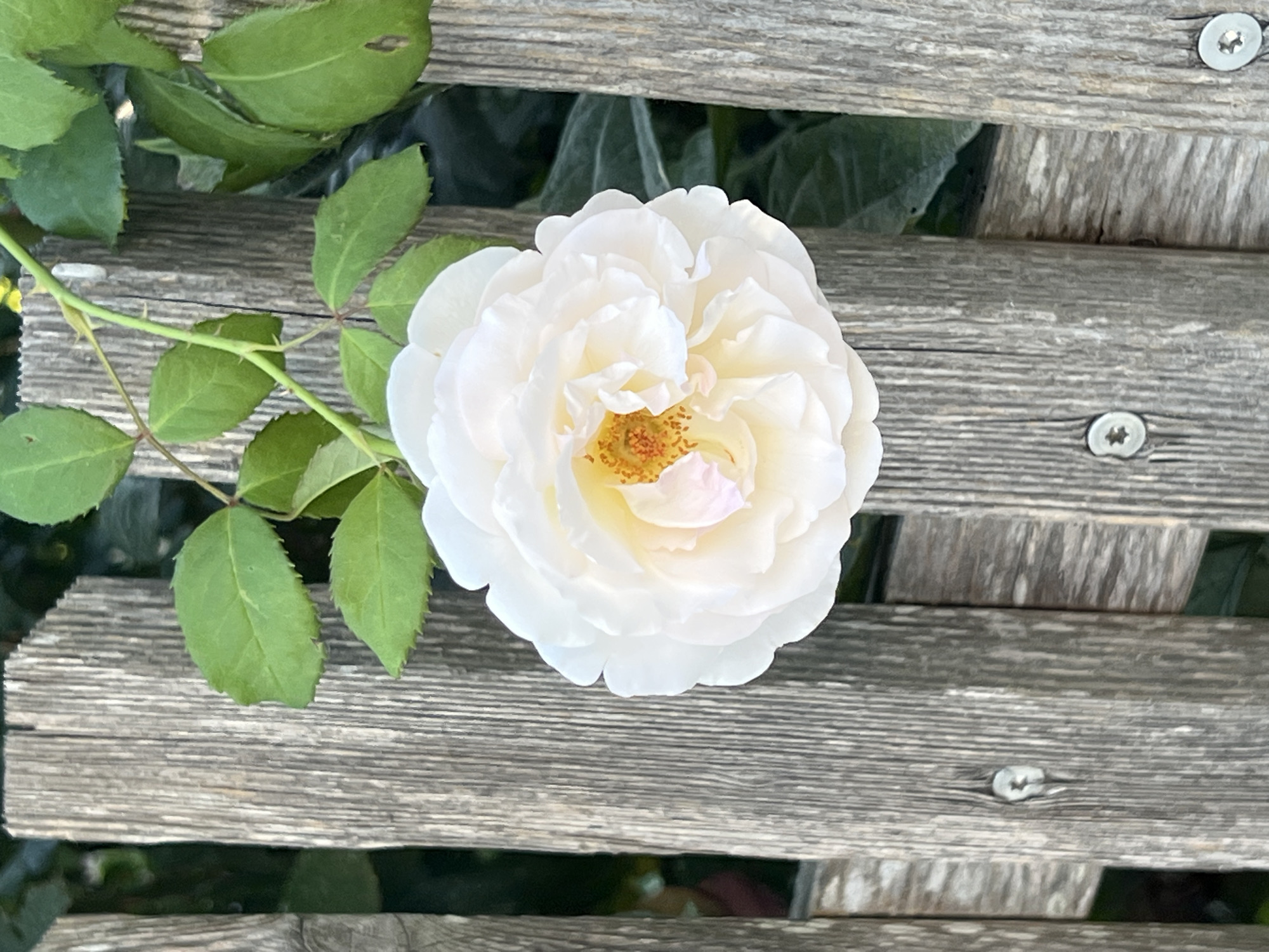 A close-up, vertical, eye-level shot captures a single, pale white rose in full bloom, its delicate petals unfurling around a cluster of orange stamens. The rose is positioned slightly to the left of the frame's center, suspended from a slender green stem adorned with several vibrant green leaves. Behind the rose, a weathered wooden fence, constructed from vertical planks, occupies the majority of the background. The fence shows signs of age and exposure, with visible grain patterns and circular screw heads securing the planks. The lighting suggests an outdoor setting, possibly in a garden or park in Moosburg, Germany, with the depth of field focusing on the rose and the immediate fence structure, while the foliage behind is softly blurred. The overall impression is one of natural beauty contrasted with rustic man-made elements.