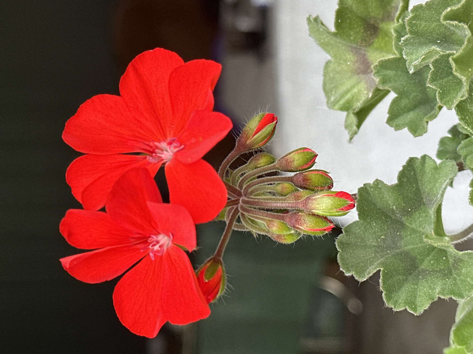 Two bright red geranium flowers are in full bloom, with several green buds developing below them. The flowers are in the foreground, with the dark background blurred. The leaves of the plant are a vibrant green and are also in the foreground. The image appears to have been taken outdoors in Yessentuki, Russia, possibly in a park or garden, given the lush greenery and the appearance of natural light. There are no people or animals present in the scene. The overall impression is one of natural beauty and the beginning of a spring bloom.