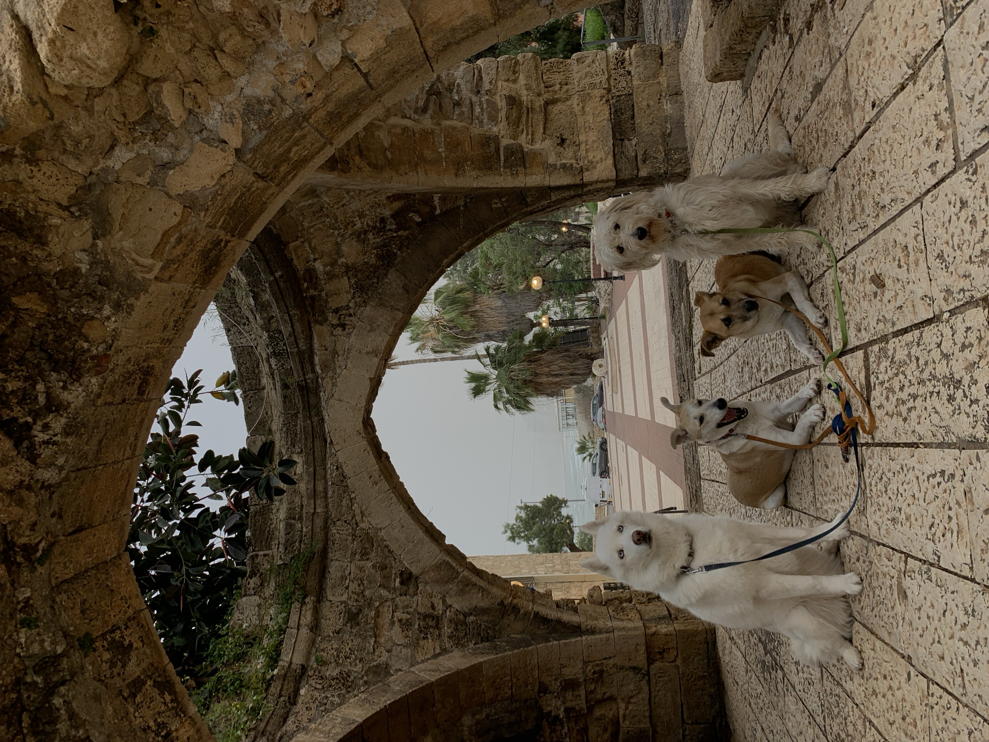 Four dogs are on stone pavers viewed through a series of stone arches. The background shows palm trees, other trees, a beach with sand, and a body of water. This could be in the old city of Jaffa, now part of Tel Aviv, Israel.