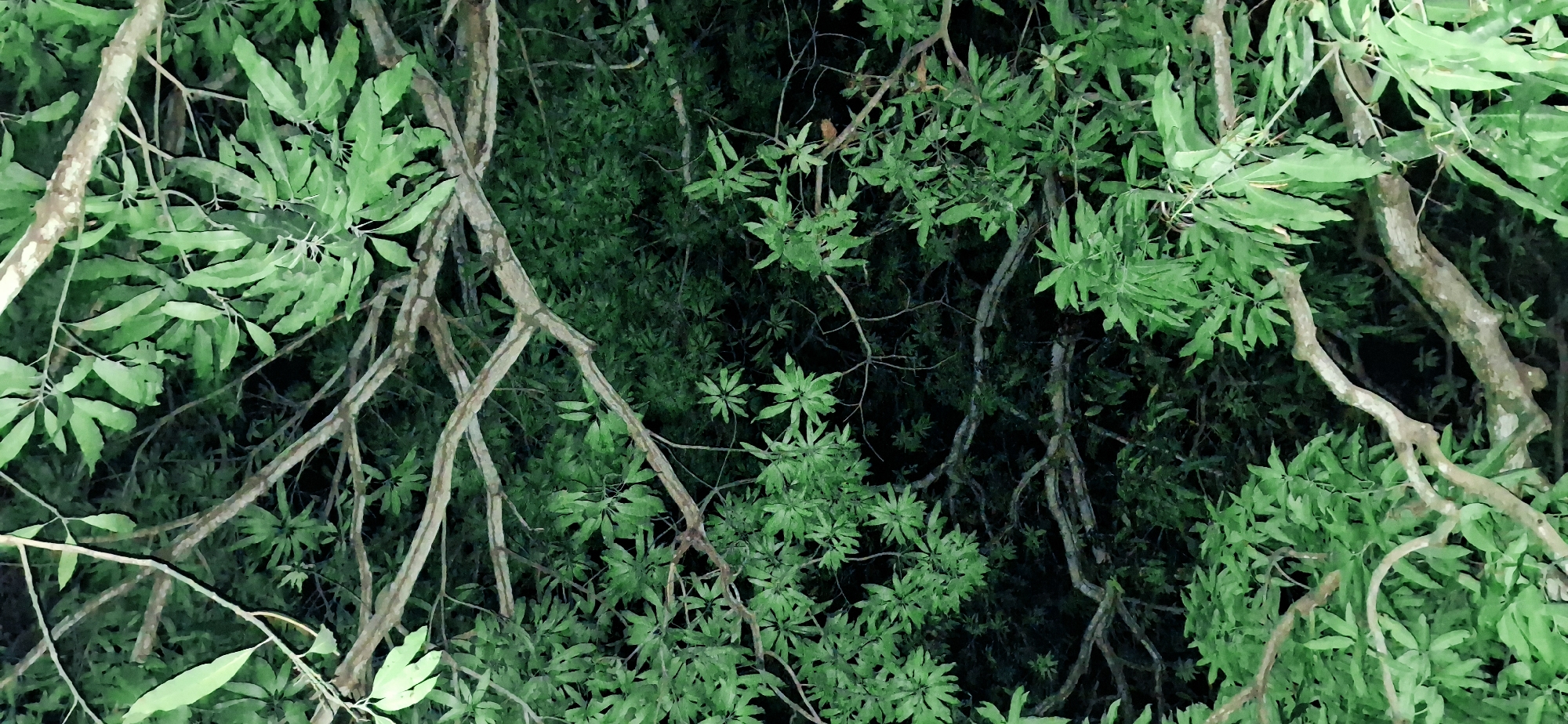 An aerial view of a dense canopy of green leaves and branches of a tree. The image is dark with the green of the leaves being the primary color. The branches are thick and irregular, crisscrossing each other. There is no sign of human activity or any specific identifiable landmarks. The location is described as being in Vallecito, Venezuela.