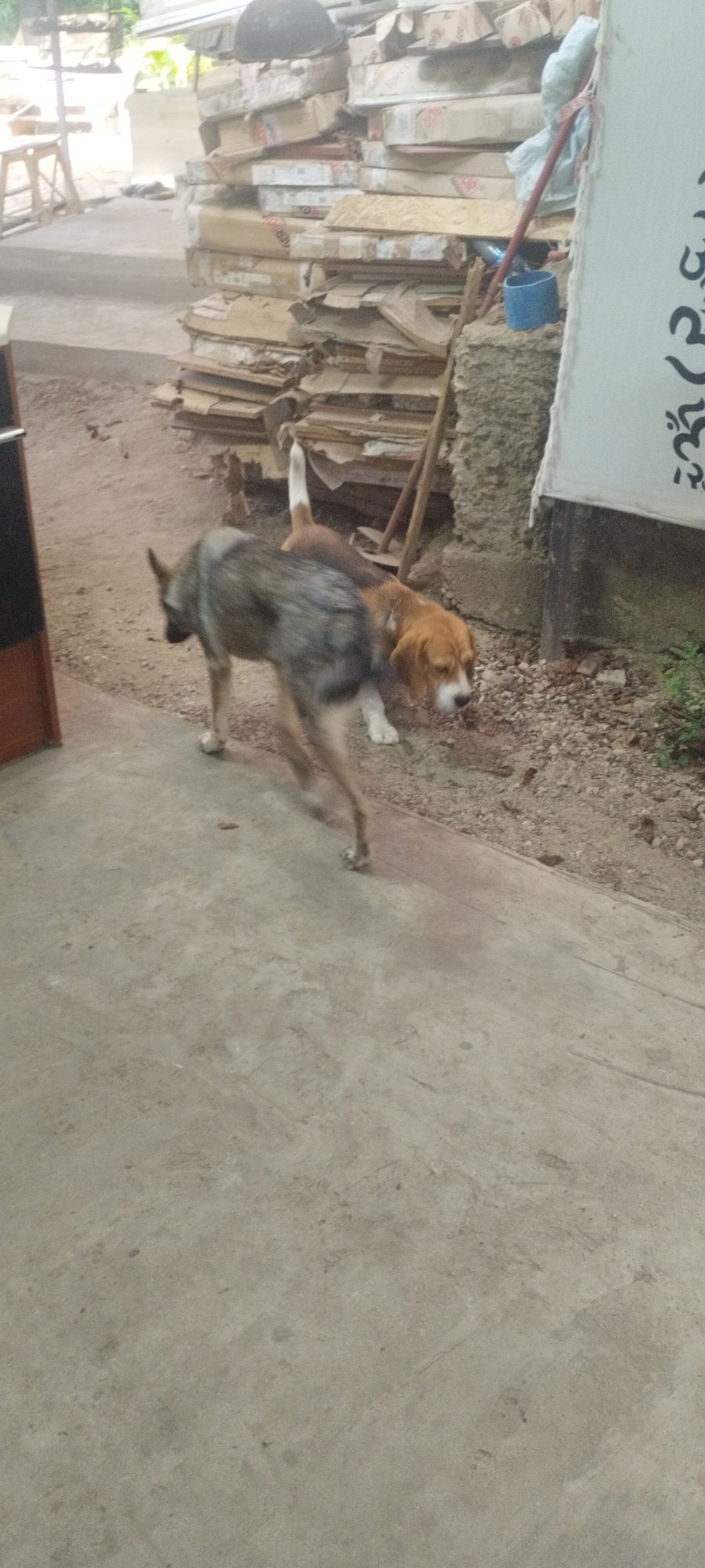 Two dogs are in an outdoor environment. One dog, appearing to be a German Shepherd or similar breed, is in the foreground, facing left and in motion, with its hindquarters blurred. The other dog, a beagle with brown and white markings, is in the midground, facing right and sniffing the ground. Behind the dogs, a pile of stacked cardboard boxes and construction materials is visible, along with a blue bucket and a red-handled tool. A concrete floor covers the immediate foreground and midground. The background suggests an urban or semi-urban setting with vegetation and structures.
