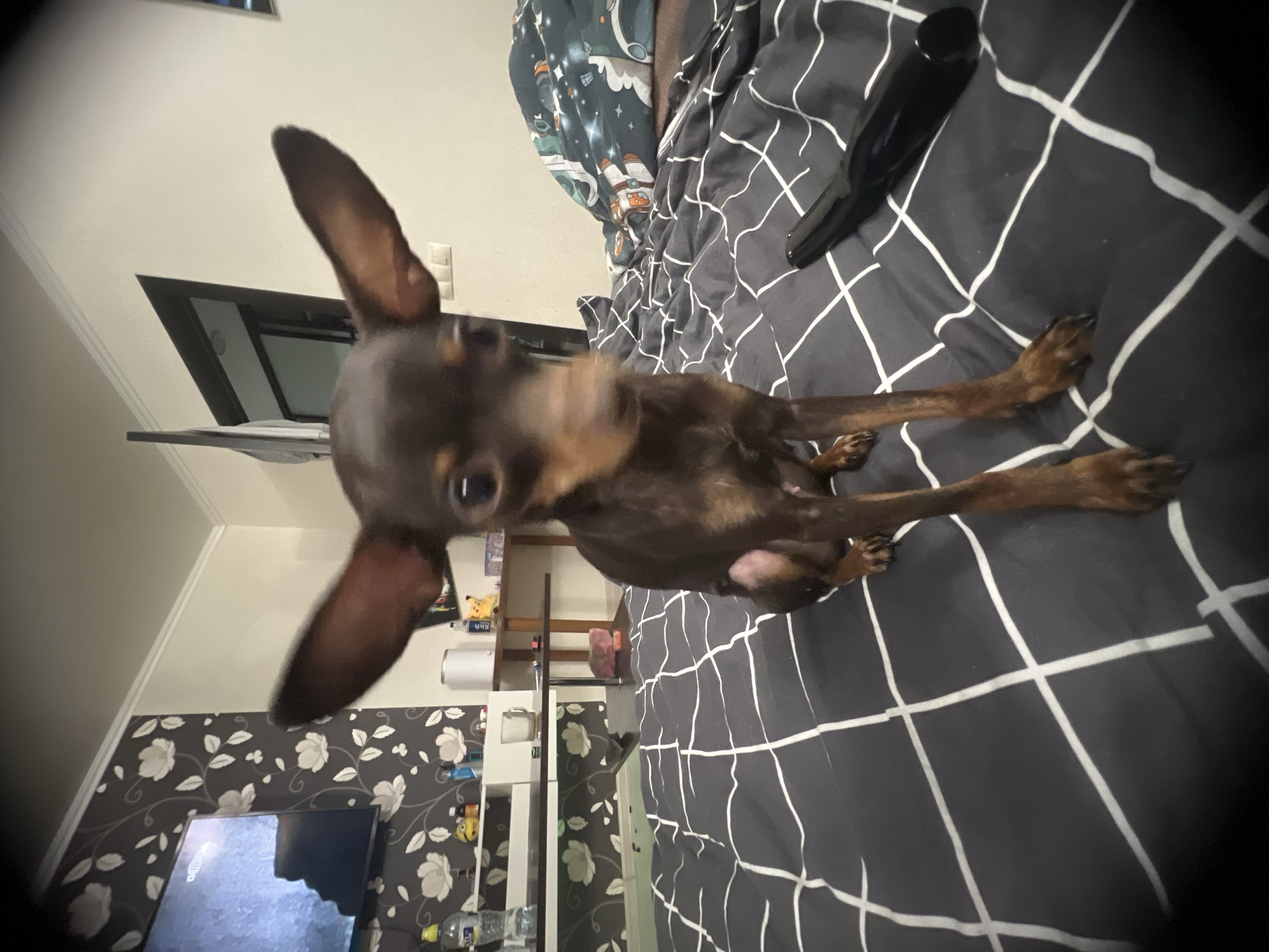 A small brown and black dog, likely a Miniature Pinscher, sits on a bed with black and white grid-patterned bedding. A black object, possibly a hairbrush, is visible on the bed near the dog. In the background, a television screen and wallpaper with a floral design are visible. A white shelving unit with various items is also present in the background. The location is indicated as Chaikovsky, Russia.