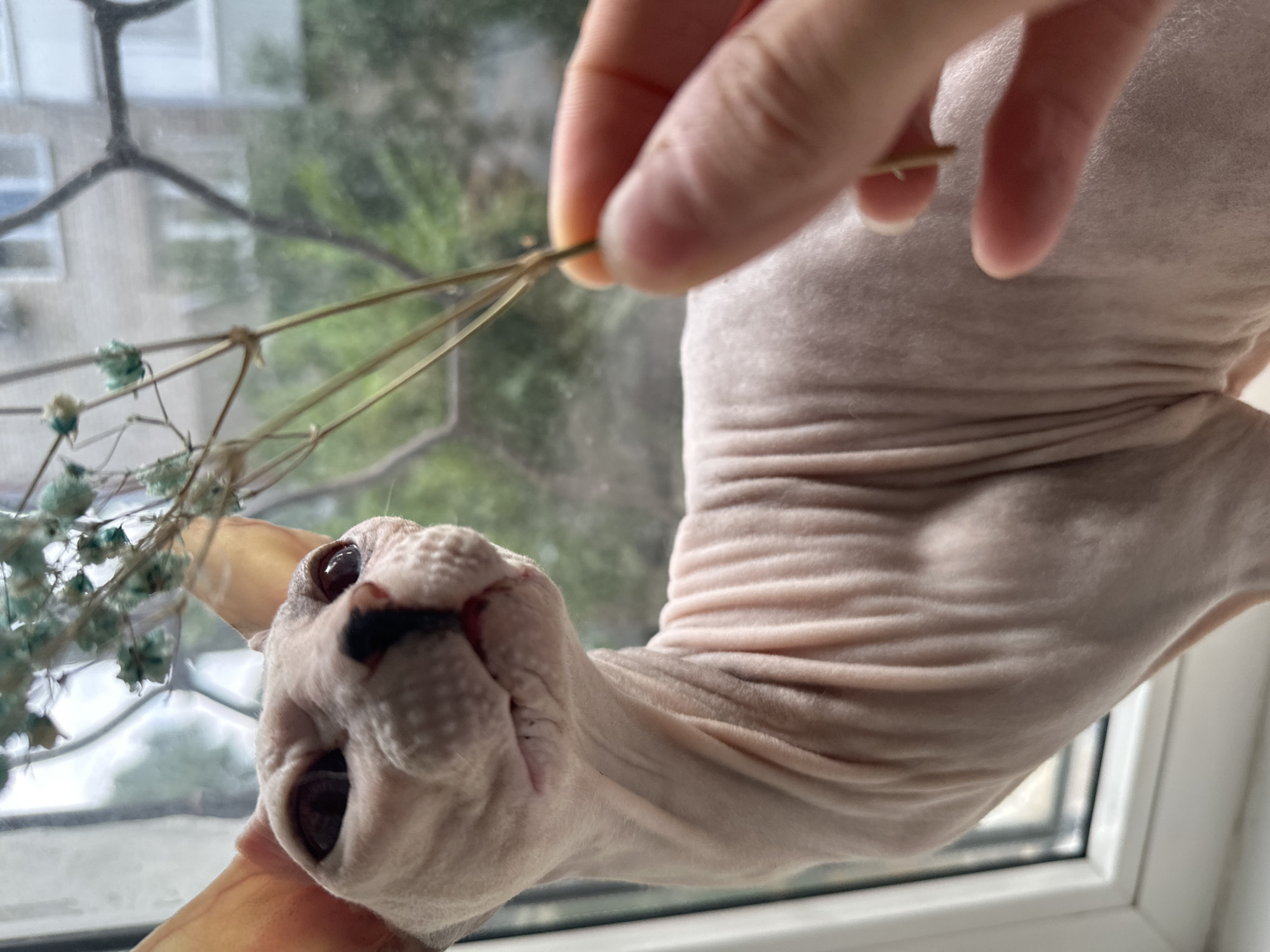 A Sphynx cat is sitting on a windowsill, looking up at a dried flower held by a person's hand. The cat has pinkish-white skin with visible wrinkles and large ears. The background shows a window with a view of trees and buildings, suggesting an urban environment. The image is likely taken indoors, with natural light coming from the window. There is no information about the location in the city of Togliatti, Russia.