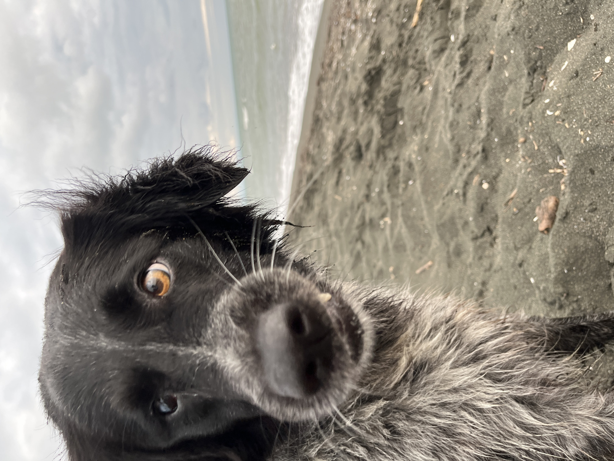 A medium shot captures a black and gray dog with its head turned to the left, looking directly at the camera. The dog's fur is wet and somewhat disheveled, with some strands sticking out on its forehead and ears. Its left eye is brown, while its right eye is a lighter amber color. A few small white teeth are visible slightly protruding from its mouth. The dog's nose is dark and moist, with visible whiskers. The dog is positioned in the foreground, with the background showing a dark sand beach with scattered debris. In the distance, a body of water, likely the Black Sea, is visible under a cloudy sky. The overall scene suggests an outdoor environment, possibly on the shore of Ureki, Georgia.