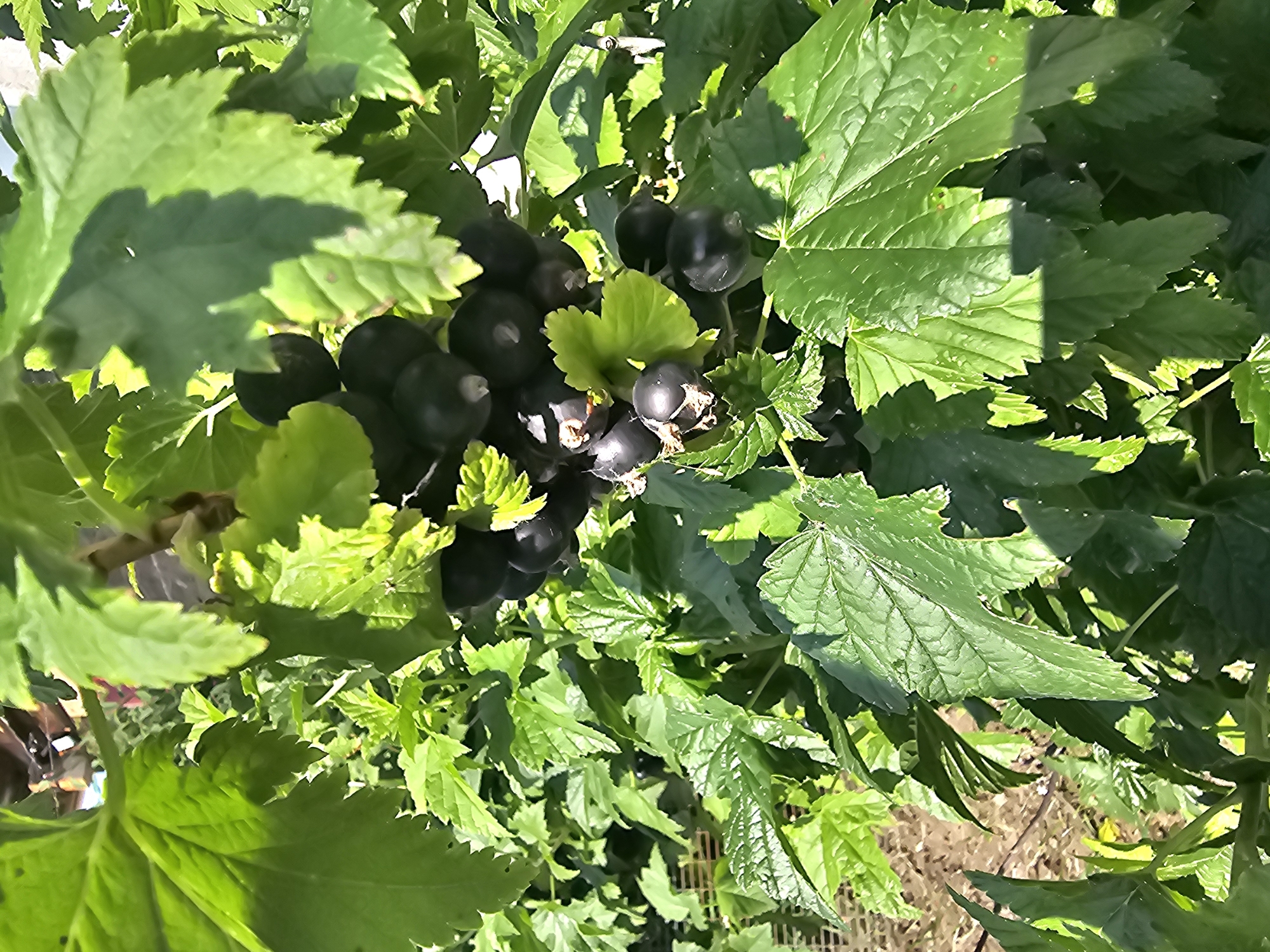 This is a close-up, eye-level, outdoor photograph of ripe black currants hanging on a branch, surrounded by lush green leaves. The lighting suggests a sunny day, with dappled sunlight filtering through the foliage. The black currants are dark, round, and clustered together. The leaves are large and serrated, with visible veins. The background is blurred but appears to be a natural setting with other greenery and possibly soil. The photograph was taken in Georgievka, Russia. There are no people or animals present in the image. The focus is entirely on the fruit and plant.