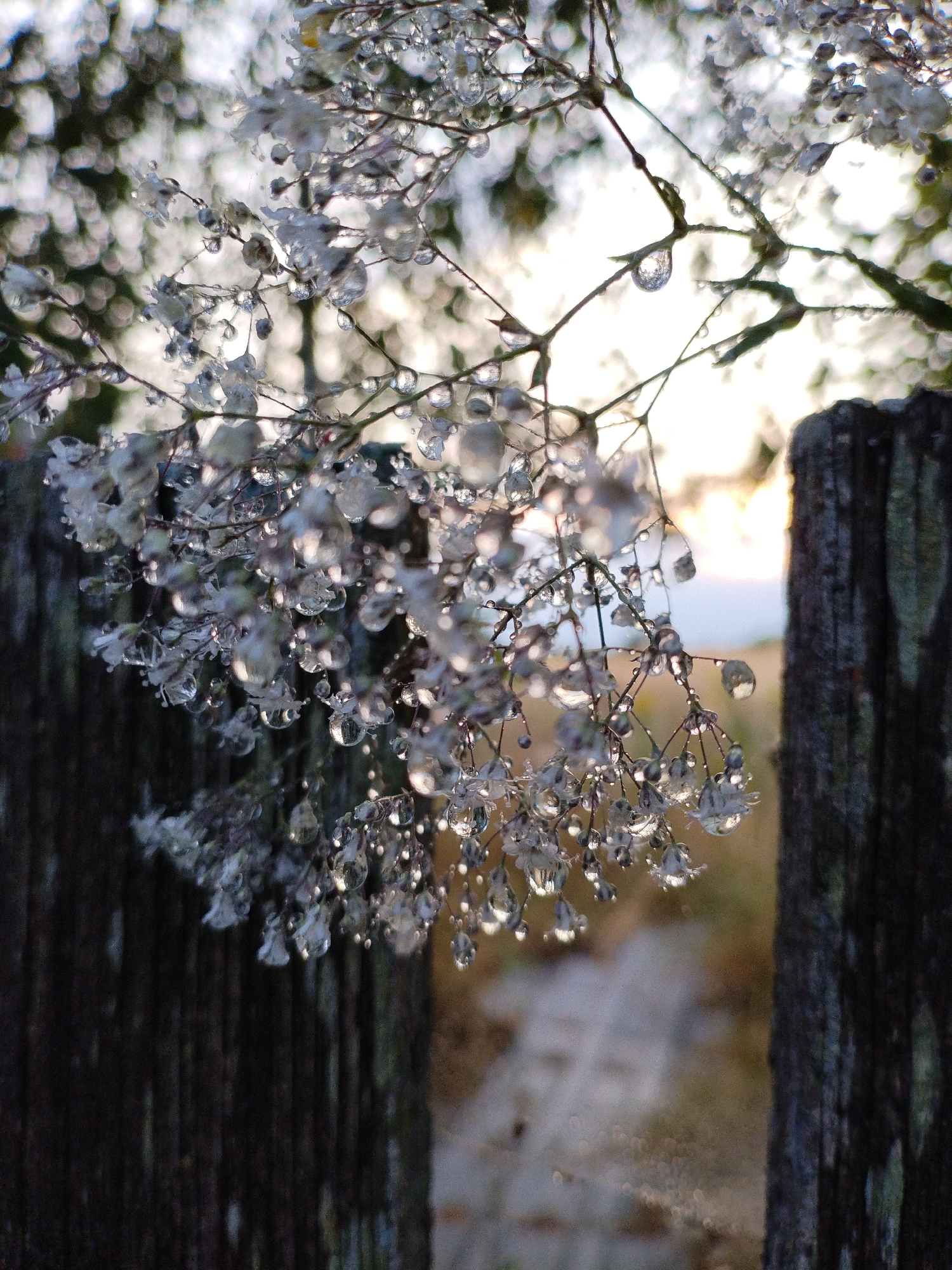 The image is a close-up, eye-level, vertical shot of dew-laden baby's breath flowers hanging from a delicate branch. The flowers are white and clustered, with each bloom and stem adorned with glistening water droplets that refract the light. The background is blurred, with the soft bokeh of distant foliage and a bright, hazy sky suggesting either dawn or dusk. In the foreground, to the left and right of the flowers, are the weathered, dark brown wooden posts of a fence. The posts are textured and vertical, with subtle hints of green moss. The fence appears to enclose a path or open space, the details of which are obscured by the blur. The overall impression is one of natural beauty and tranquility, with the water droplets adding a sense of delicate sparkle. The scene is not identifiable as being in Bialynichy, Belarus, as there are no contextual clues within the image to support this.
