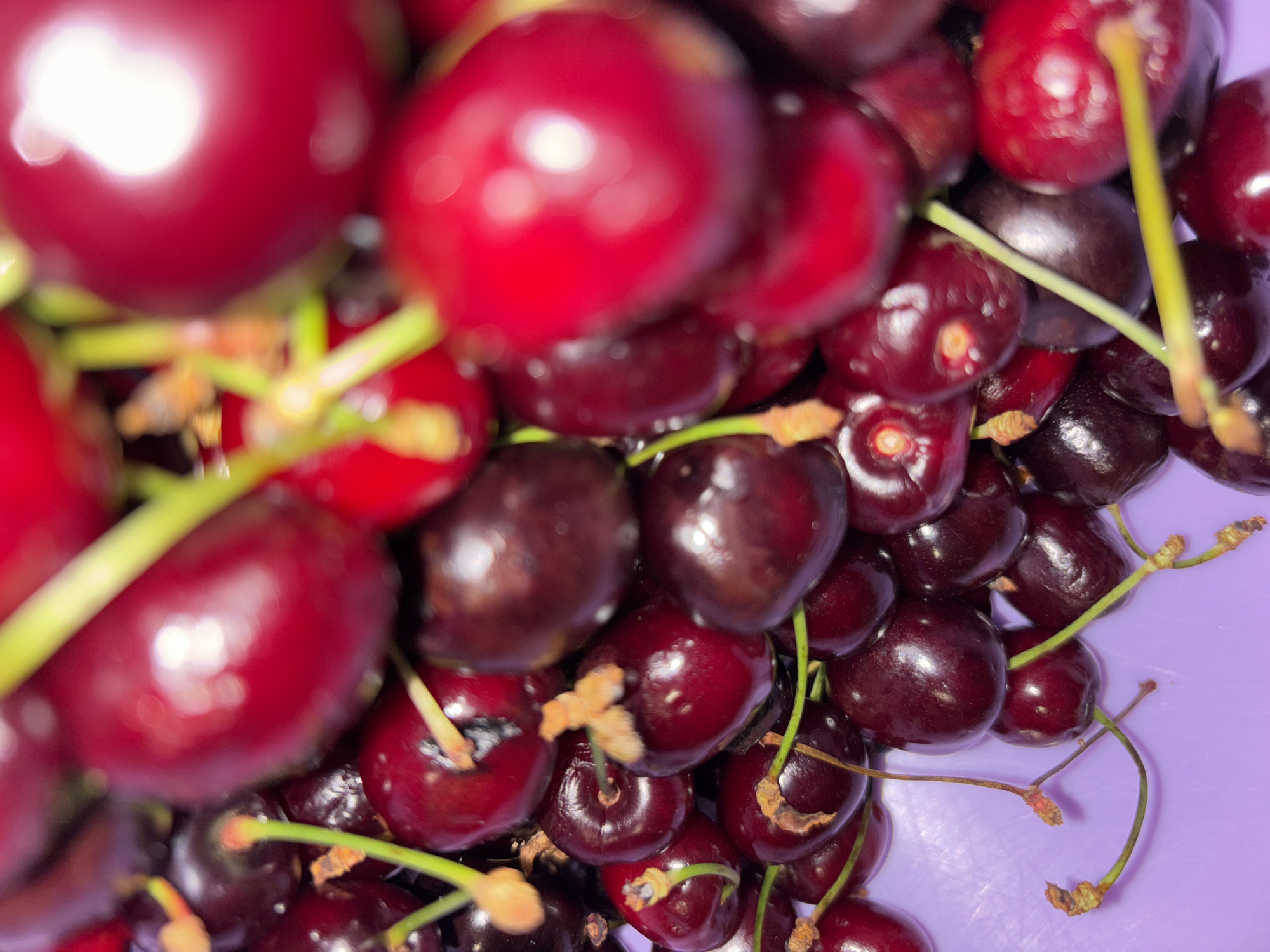 A close-up, high-angle shot shows a pile of dark red cherries against a light purple background. The cherries are of various sizes and appear fresh, with some still attached to green stems. The lighting creates a soft glow on the surface of the fruit, highlighting their smooth texture and deep color. The image does not contain any information that can be used to identify its location within the city of Ladozhskoe Ozero, Russia, nor does it depict any people or actions.