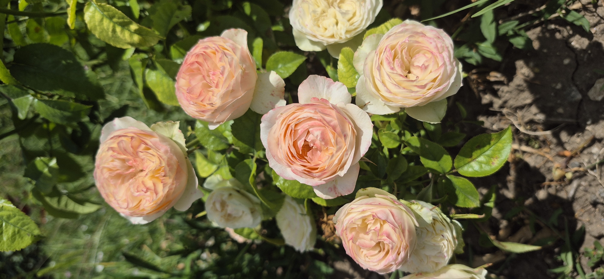 An outdoor, eye-level, vertical, medium shot captures a cluster of garden roses in full bloom. The roses are a delicate blend of pale peach and creamy white, with hints of pink blush on their outer petals, which are tightly furled inward. The blossoms are surrounded by vibrant green foliage. The ground beneath the roses is a mix of dark soil and some dried leaves, suggesting a garden setting. The lighting is bright, indicating daytime. The scene is devoid of human presence. This image is located in Ivancea, Moldova.