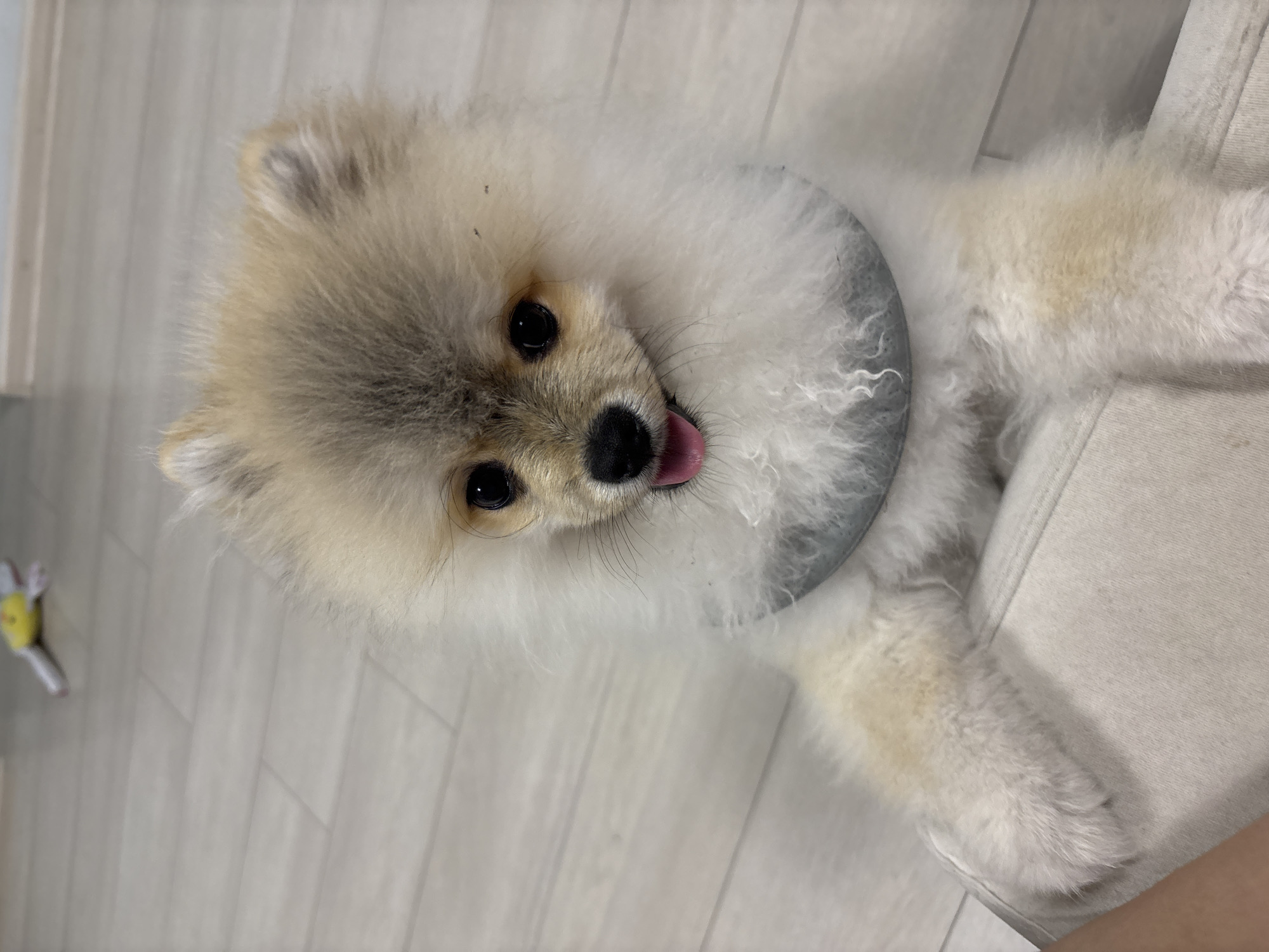 A light-furred Pomeranian dog with a grey protective collar is positioned indoors, leaning against a light-colored upholstered surface. The dog's head is tilted upwards, with its tongue slightly visible. The background includes light-colored wood-look flooring and a toy. The location is unknown and is not identified as Plovdiv, Bulgaria, or any other specific location.