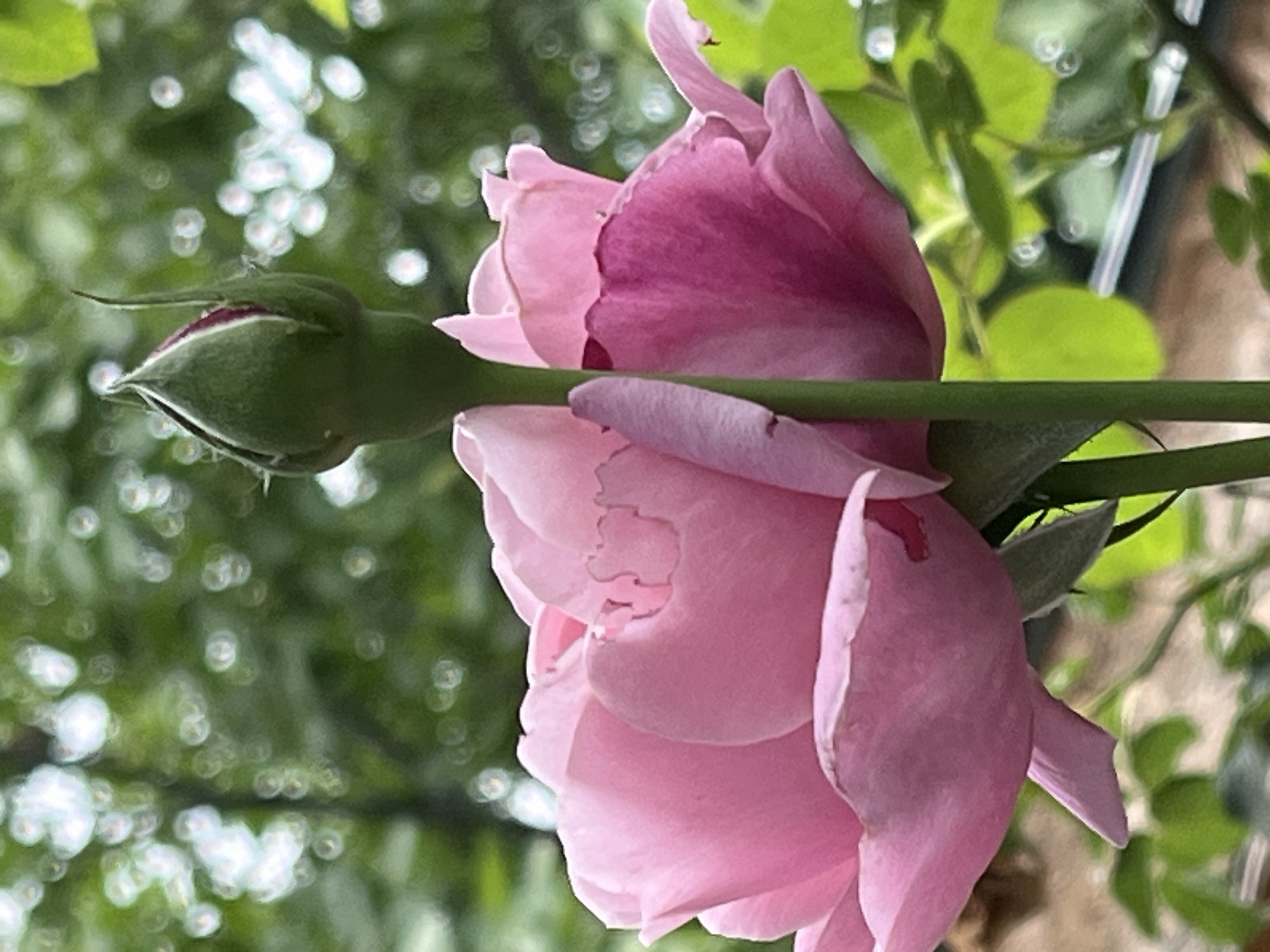 The image shows a close-up of a partially opened pink rose with a green bud in the background. The rose has soft, layered petals with a gradient of color, from a lighter pink on the outer petals to a deeper pink on the inner ones. The bud is tightly closed, showing a vibrant green outer casing with hints of pink peeking through. Both the rose and the bud are on thick, green stems. The background is blurred with soft green foliage and out-of-focus circles of light, suggesting an outdoor environment. The scene is devoid of any people, actions, or interactions. The location within Krasnyye Barrikady, Russia, is not discernible from the image itself.