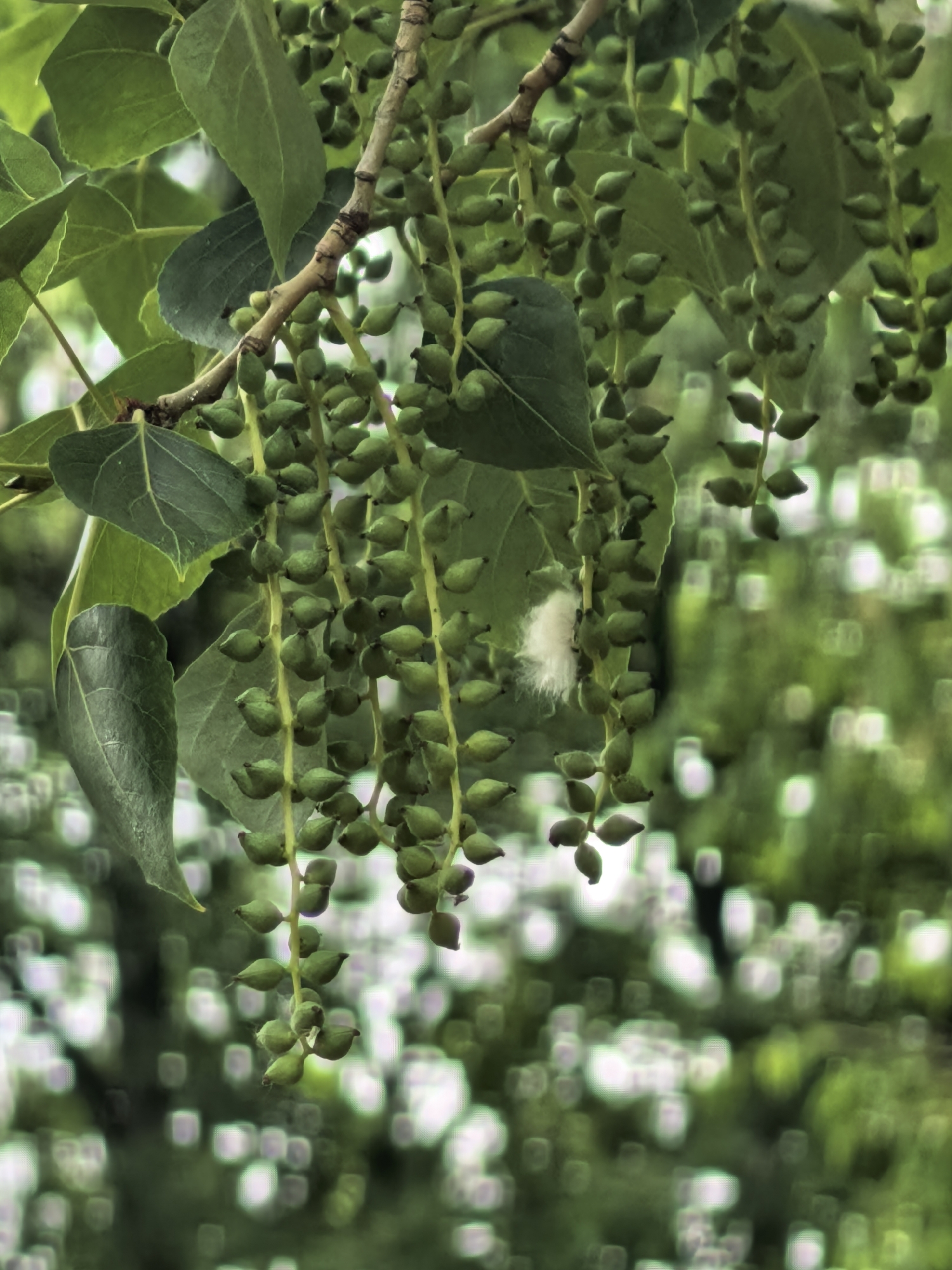 The image depicts a close-up view of a branch laden with green, teardrop-shaped seed pods and leaves. The branch extends from the upper left, with several strands of pods hanging vertically. Some strands have leaves attached to them. A tuft of white, cotton-like material is caught among the pods on one of the strands. The background is blurred, featuring indistinct shapes and a greenish hue, indicating a natural outdoor setting. The location, Sterlitamak, Russia, can only be inferred, not confirmed by visual elements in this close-up image. The image shows a plant in a state of bearing fruit or seeds.