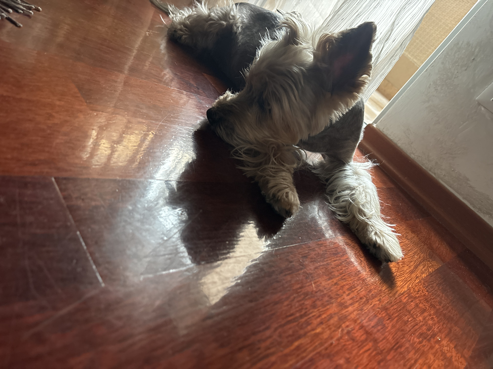 A small, light-colored dog, likely a Yorkshire Terrier, is lying down on a polished wooden floor. The dog's head is resting on the floor, facing towards the left side of the frame. Its fur is a mix of light blonde and grey. The floorboards are a warm, reddish-brown hue and reflect the light, creating bright patches and shadows. To the right of the dog, a white wall meets the floor with a wooden trim. A sheer, white curtain is visible in the background, partially obscuring a glimpse of an orange-tinted interior. There is no visible indication of the city of Budva, Montenegro, in this image.