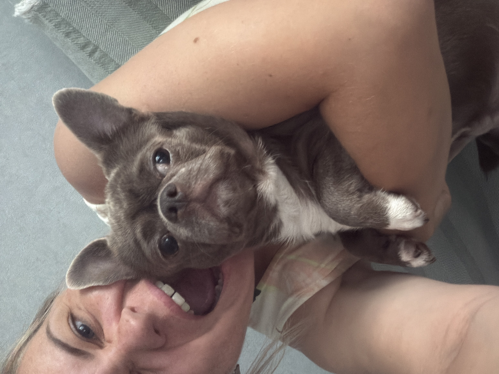 A woman, with blonde hair and an open mouth, is holding a small, brown and white dog. The woman is wearing a light-colored shirt with a pattern. The dog has large ears and appears to be looking at the camera. They are indoors, with a textured grey wall and a striped fabric in the background. The scene is likely a home environment in Votkinsk, Russia.