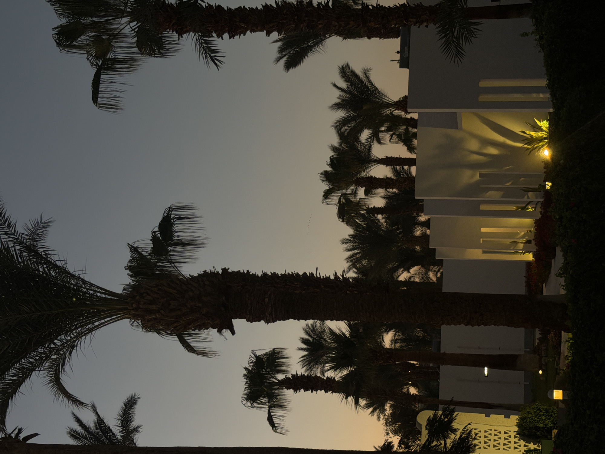 The image depicts a serene evening scene in Sharm El Sheikh, Egypt, characterized by tall palm trees silhouetted against a dusky sky. The sky transitions from a soft orange hue near the horizon to a muted blue overhead, suggesting the last moments of daylight or the early twilight. Several palm trees, with their distinctive fronds, dominate the foreground and midground, some reaching high into the sky, while others are partially obscured by their taller neighbors.
In the background, a modern, white building with distinct architectural features stands out. The building's facade is punctuated by vertical slits or openings that cast dramatic shadows on the wall, illuminated by warm, yellow lights. These lights also highlight lush green foliage and vibrant red flowers planted in front of the building, creating a welcoming and tranquil ambiance. The overall atmosphere is peaceful and tranquil, evoking a sense of a resort or a residential area designed for relaxation. The scene is devoid of any human presence.