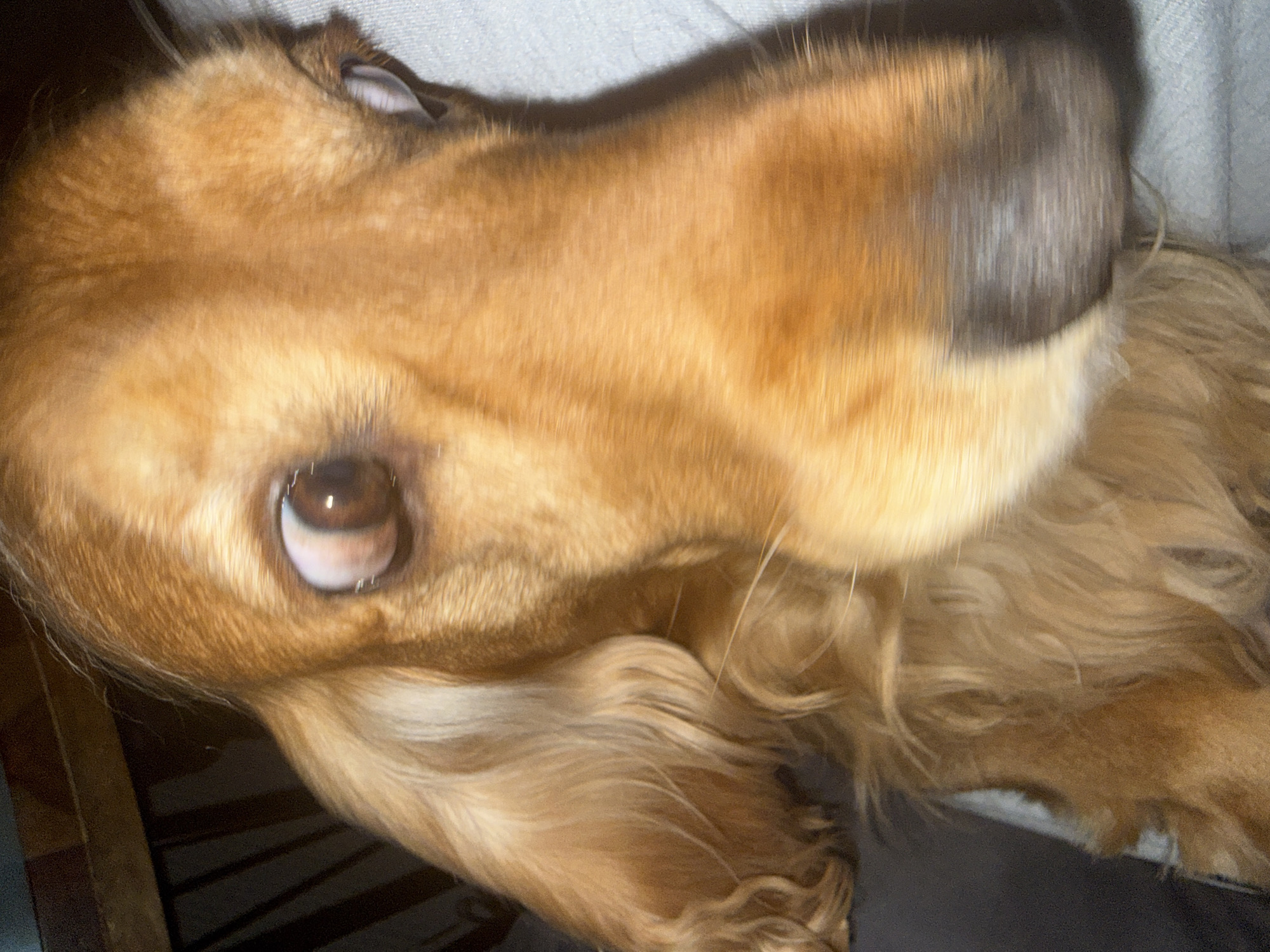 This is a close-up, horizontally oriented photograph of a golden-colored dog, likely a spaniel or retriever breed, with its head turned towards the camera. The dog's fur is a warm, golden brown, with lighter shades around its snout and ears. Its eyes are large and brown, with one eye prominently visible and reflecting light, giving it a somewhat surprised or alert expression. The fur on its face appears soft and slightly wavy.
The dog's muzzle is directed upwards and slightly to the right, obscuring a significant portion of the frame. The background is out of focus, appearing to be a light-colored, textured surface, possibly a blanket or sofa, with some darker, out-of-focus elements that might be furniture or shadows. The lighting appears to be artificial, casting shadows that add depth to the fur.
The image focuses on the dog's head and shoulders, with the rest of its body not fully visible. The overall impression is one of intimacy, capturing a candid moment with a pet. There is no visible text in the image.